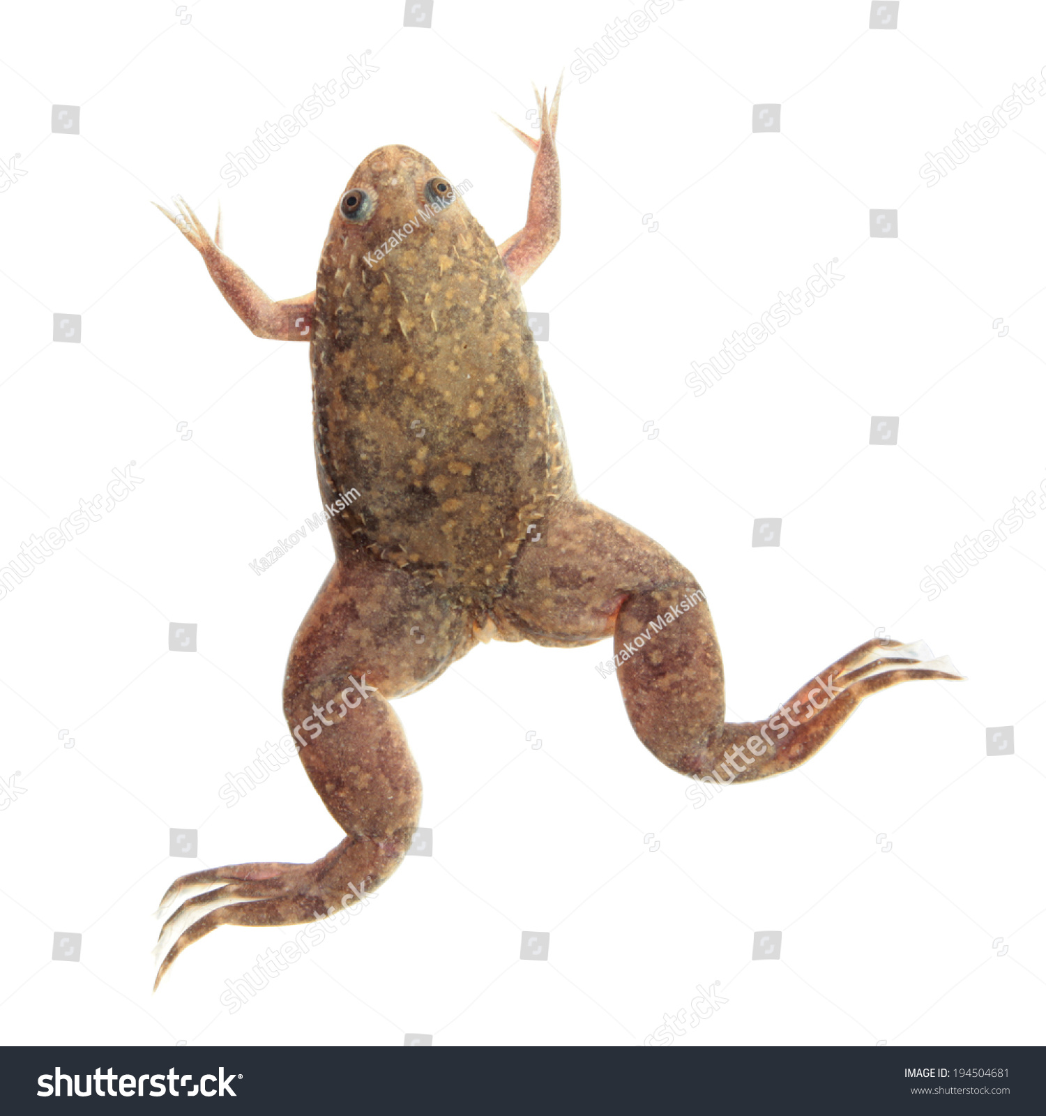 Xenopus Laevis (African Clawed Frog) Isolated On White Stock Photo ...