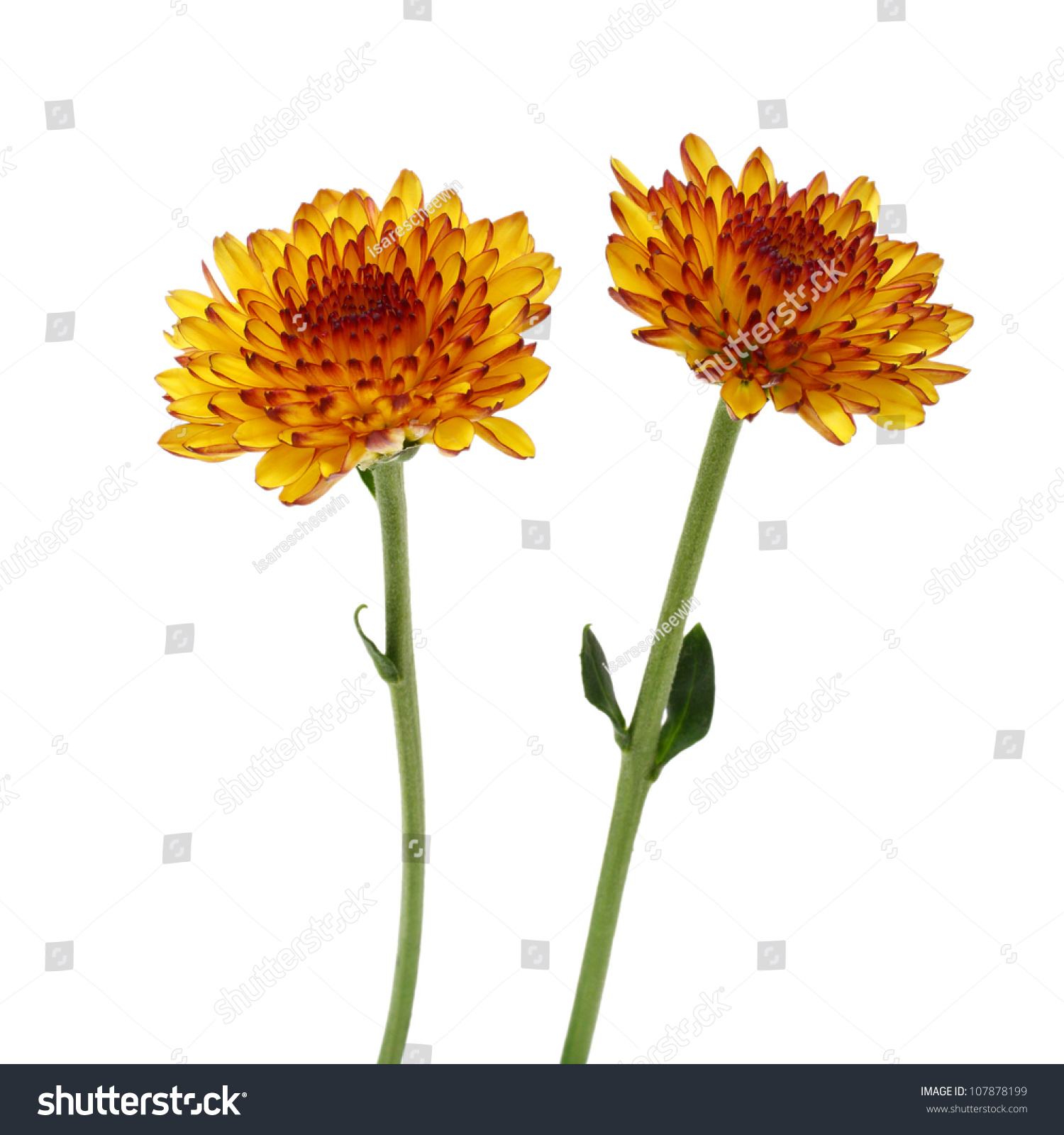 Yellow And Orange Flower Isolated On White Background Stock Photo