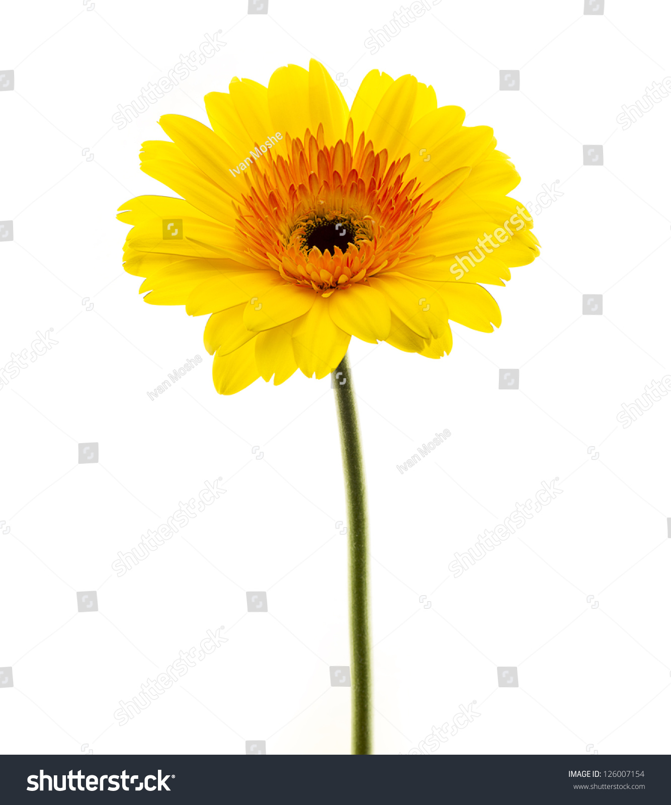 Yellow Flower Isolated On White Background Stock Photo 126007154 : Shutterstock