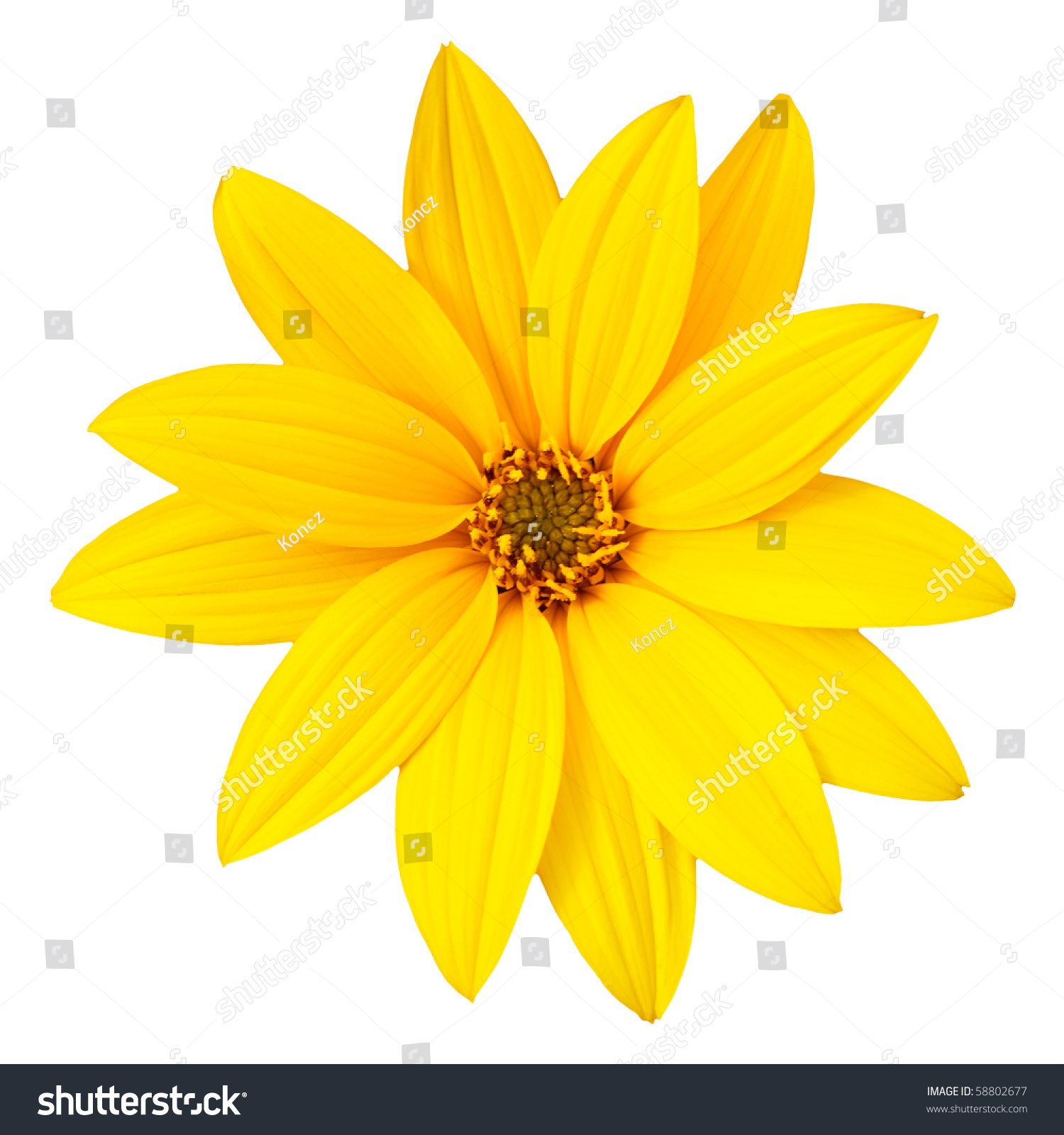 Yellow Flower Isolated On White Background Stock Photo ...

