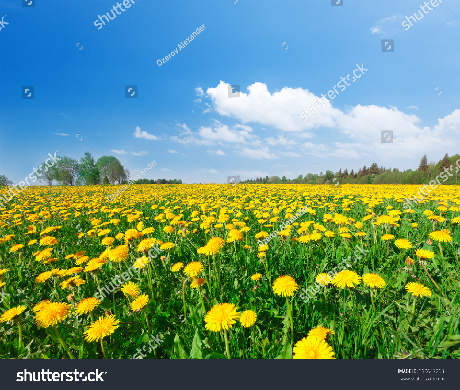 Yellow Flowers Field Under Blue Cloudy Sky Stock Photo 390647263