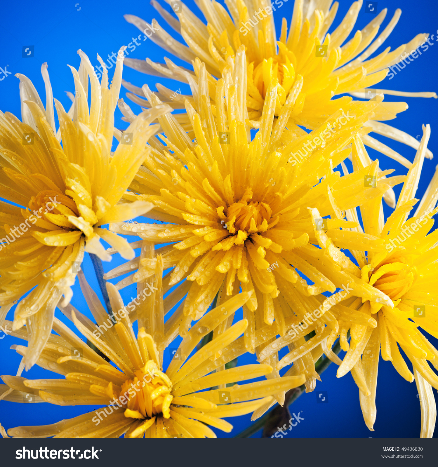 Yellow Flowers On Blue Background Stock Photo 49436830 Shutterstock