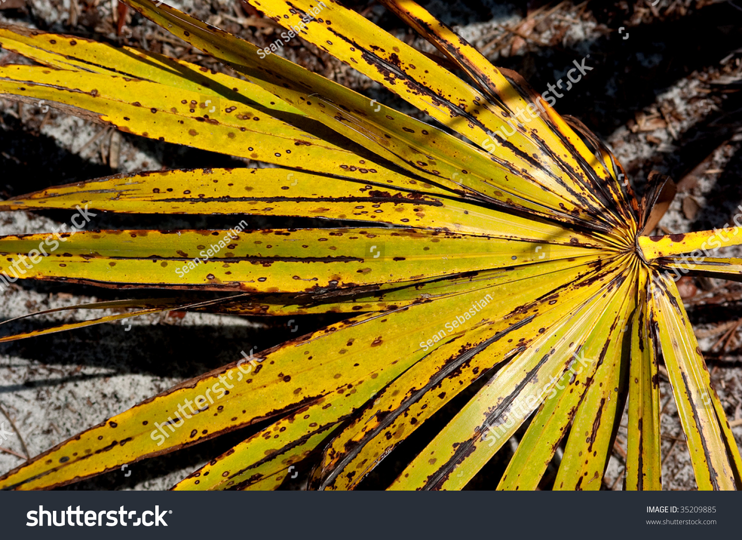 Yellow Palm Tree Stock Photo 35209885 Shutterstock