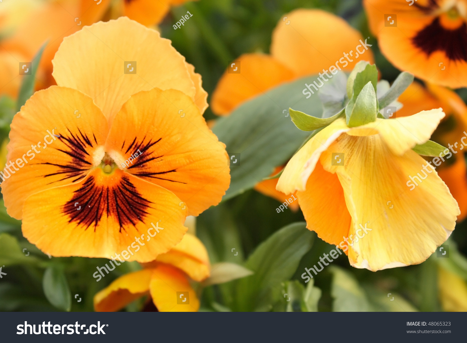 Yellow Pansy Stock Photo 48065323 : Shutterstock