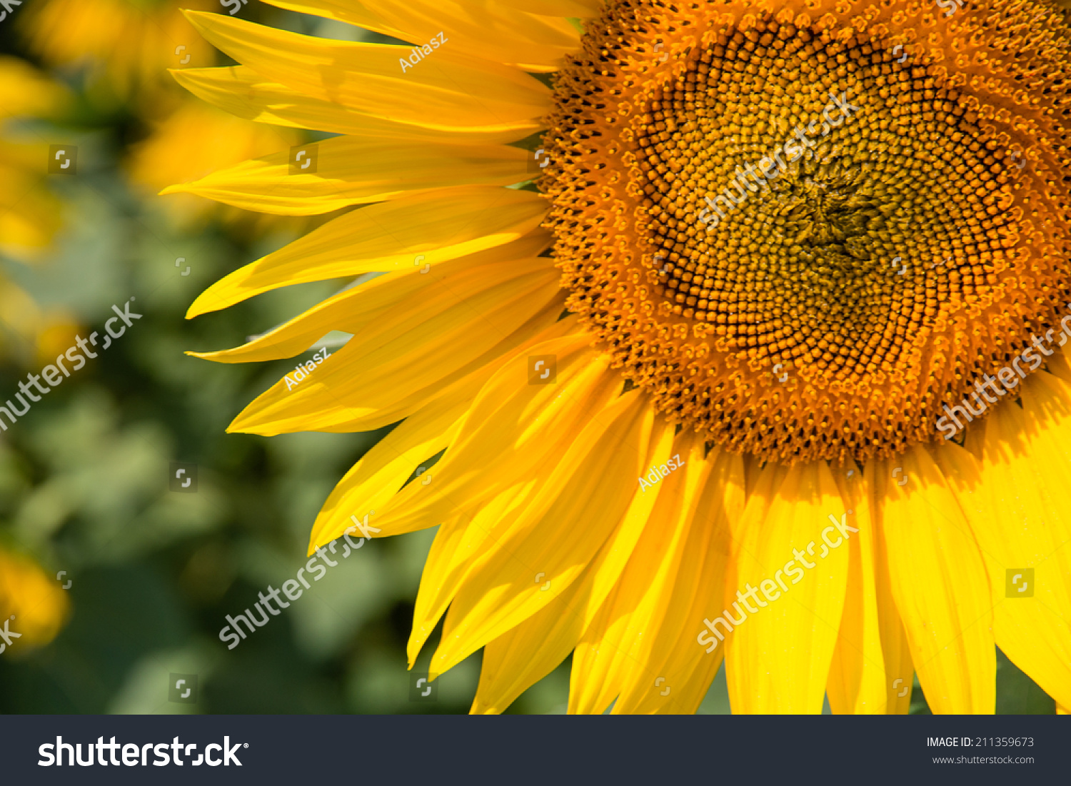 Yellow Sunflower Background Stock Photo 211359673 : Shutterstock