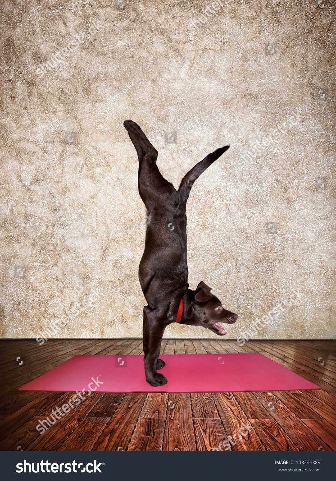 Yoga Dog Doing Handstand Pose On Stock Photo 143246389 Shutterstock