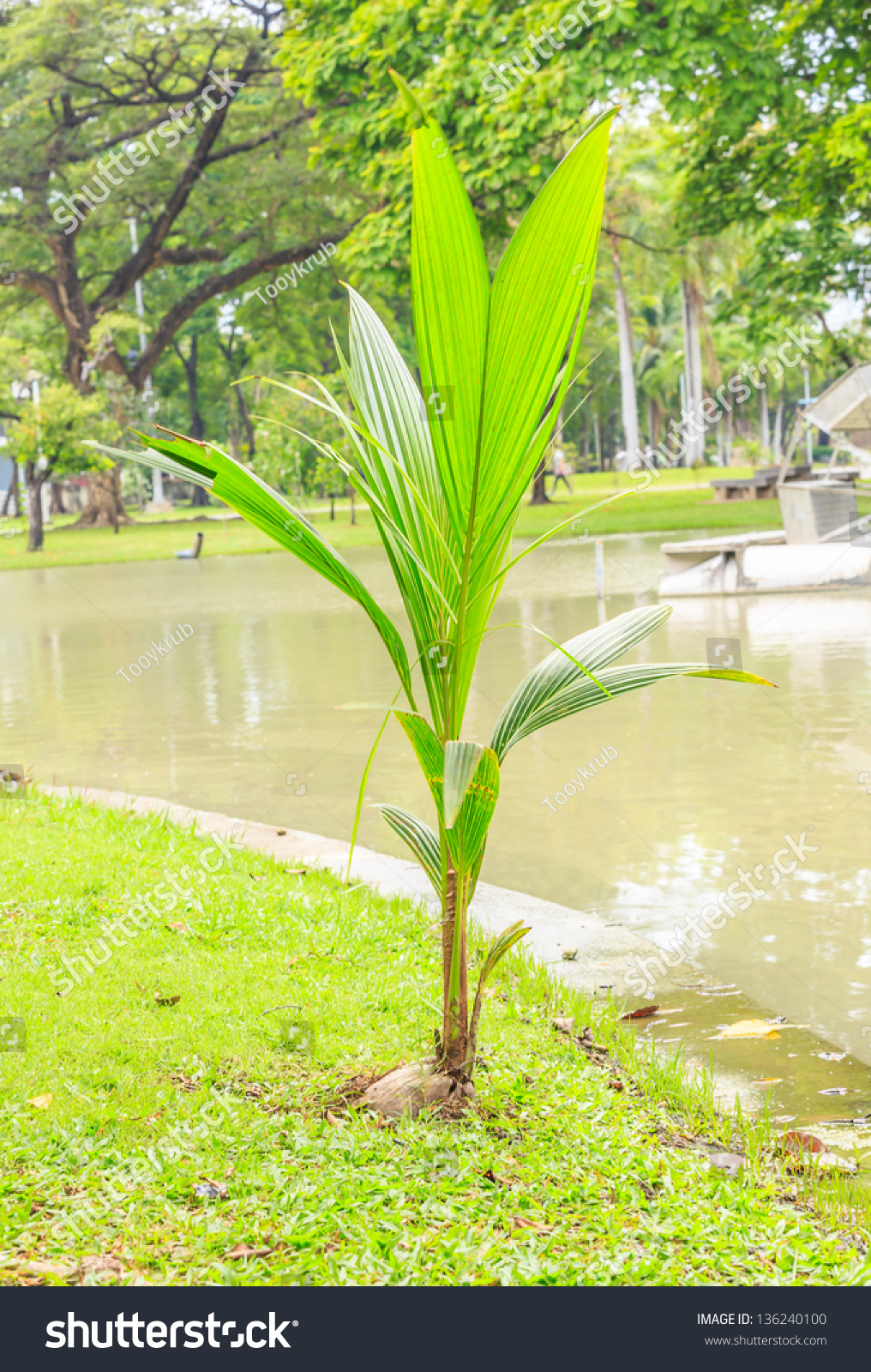 Young Coconut Tree In The Public Park Stock Photo 136240100 : Shutterstock