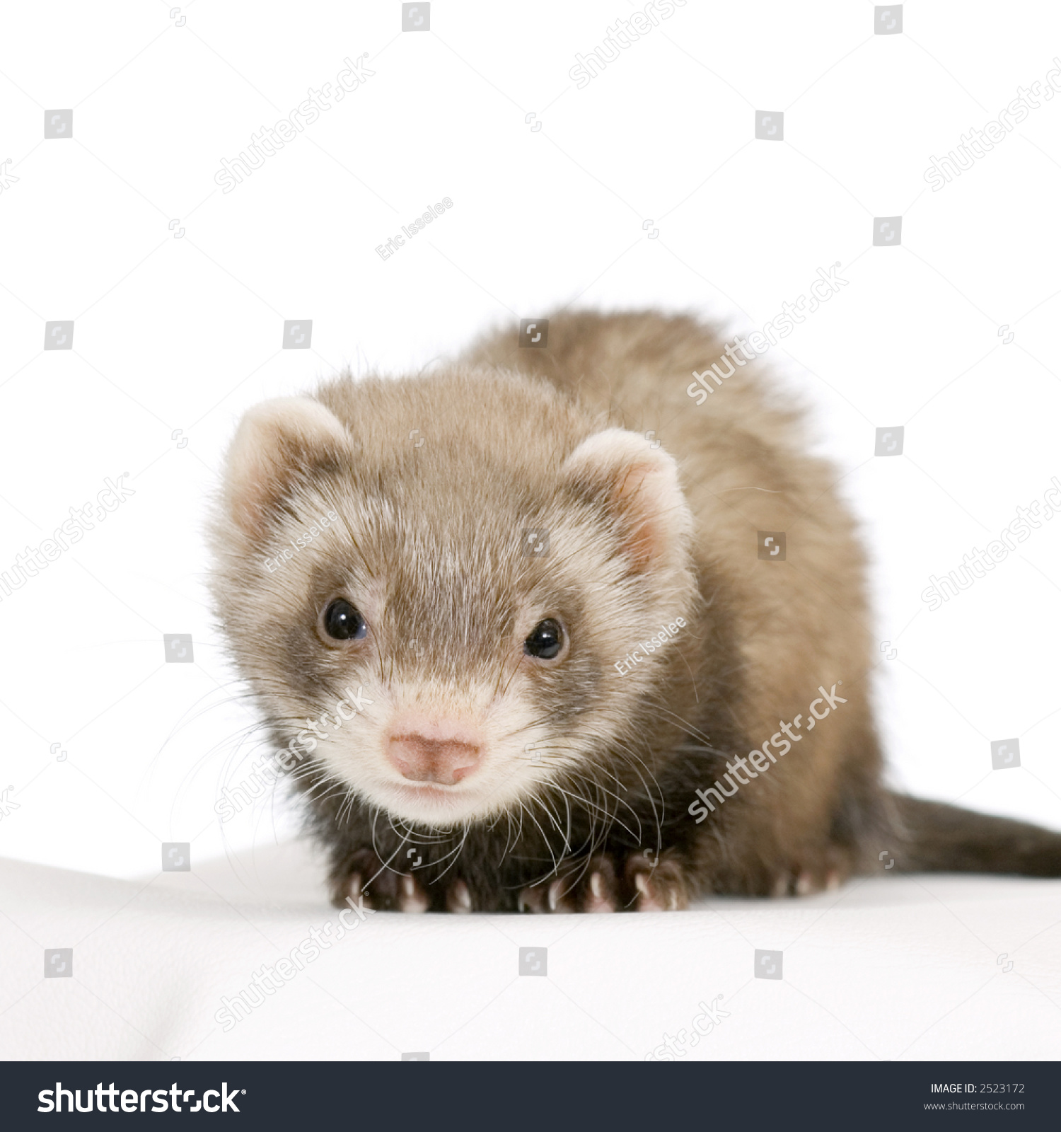 Young Ferret Brown Isolated On White Stock Photo 2523172 Shutterstock