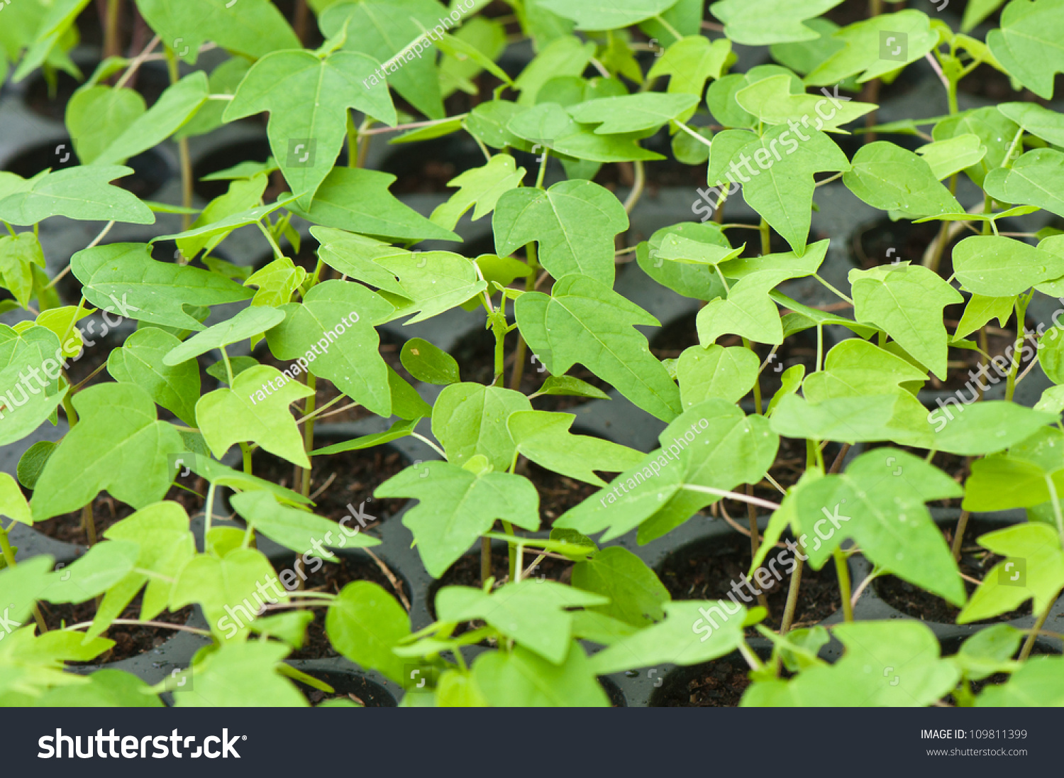 Young Papaya Plant Nursery Stock Photo 109811399 Shutterstock