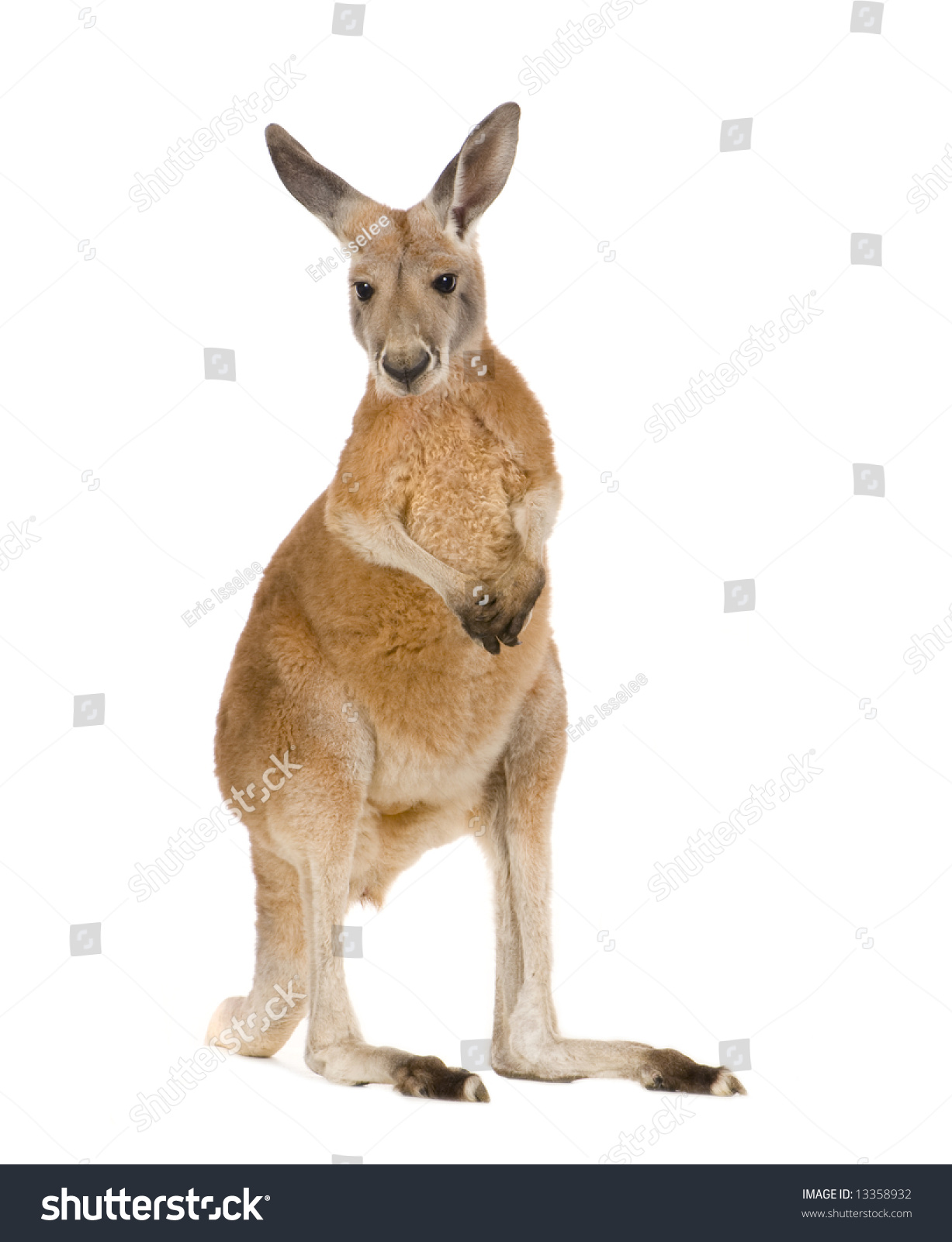 the red kangaroo macropus rufus The red kangaroo (macropus rufus) is the largest marsupial in the world it is native to australia, particularly in the dry grasslands that cover the continent. the red kangaroo macropus rufus The red kangaroo (macropus rufus) is the largest marsupial in the world it is native to australia, particularly in the dry grasslands that cover the continent.