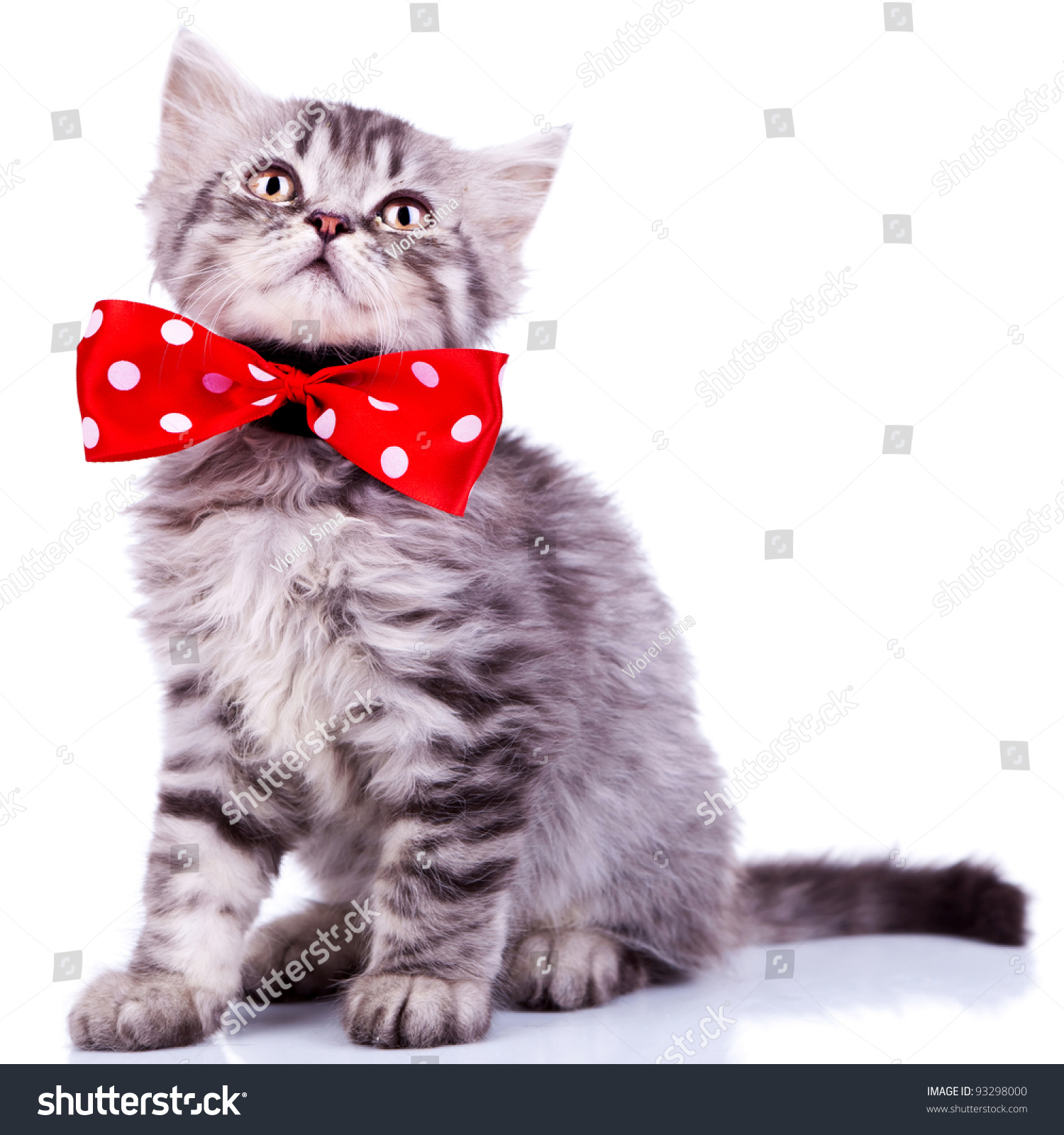 Young Silver Tabby Cat Looking Up Wearing A Red Ribbon On White