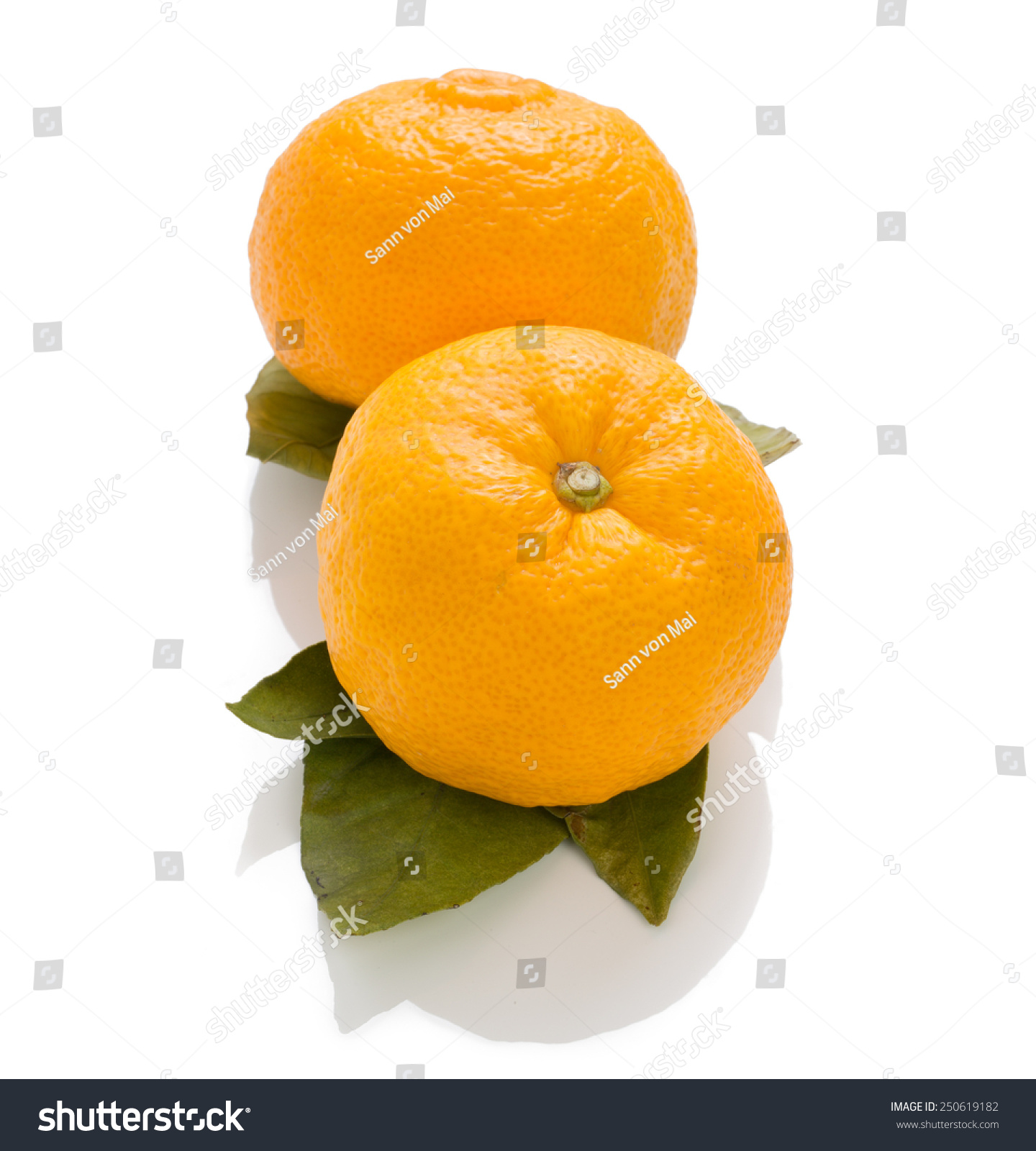 Top 94  Images Hybrid Citrus Fruit Native To China Crossword Clue Excellent