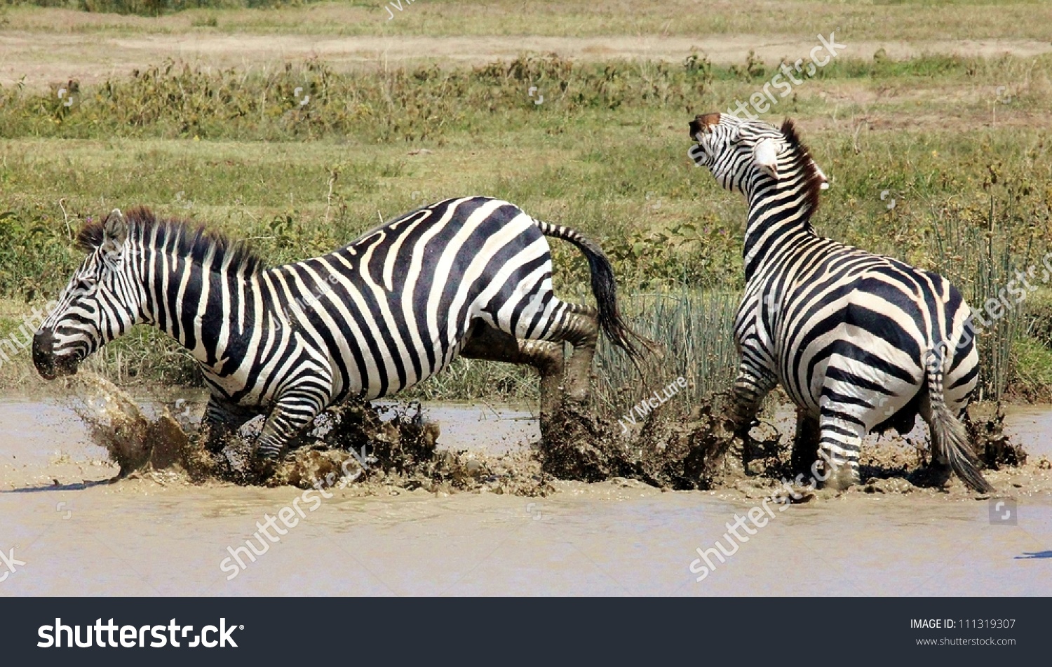 Zebra Kick Stock Photo 111319307 - Shutterstock