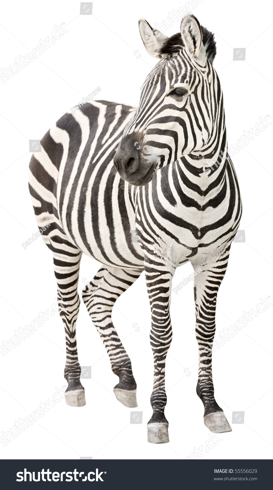 Zebra Pregnant Two Days Before Foal Birth Front View Looking Isolated