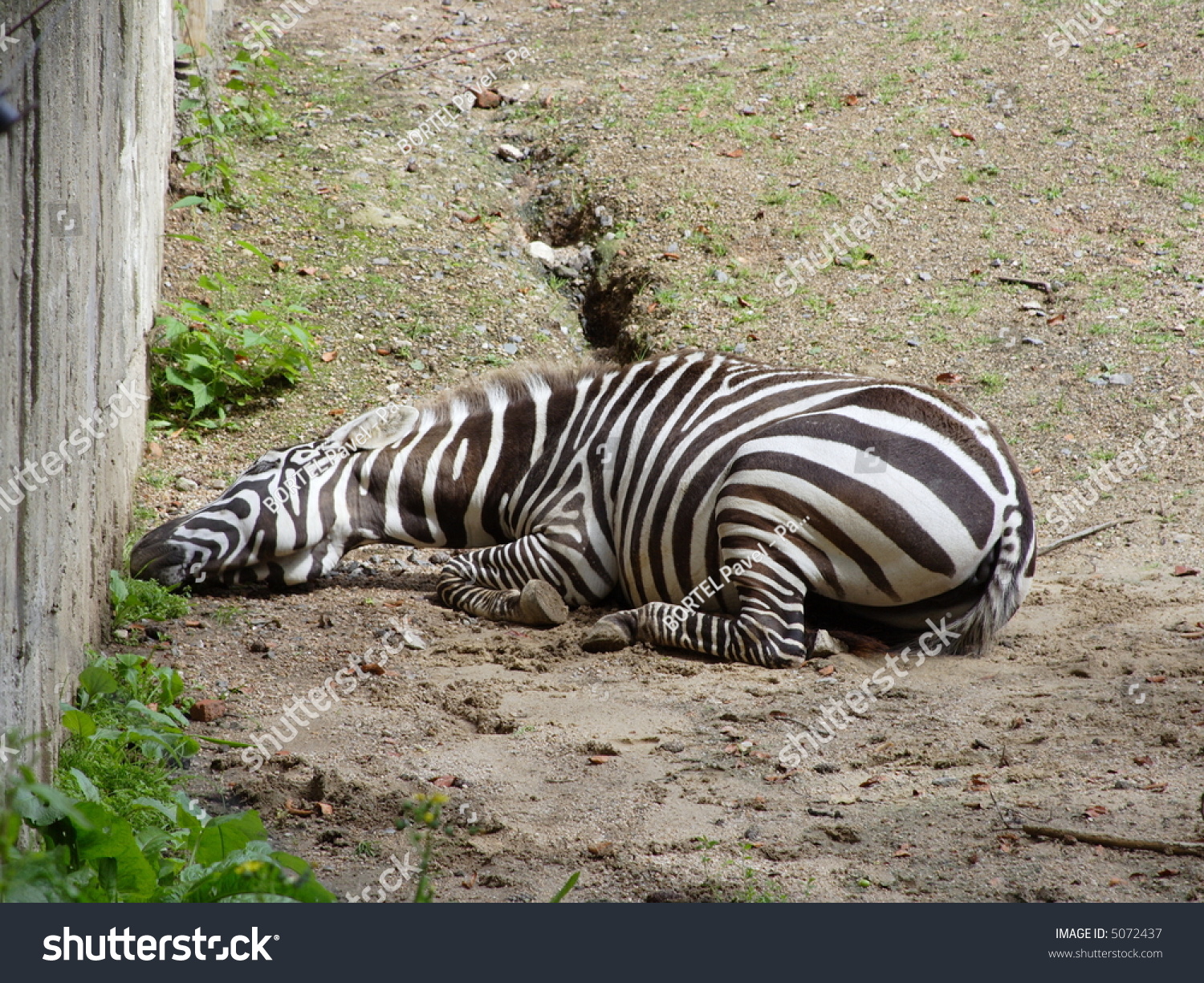 Zebra Sleeping On Ground Near By Wall Stock Photo 5072437 : Shutterstock