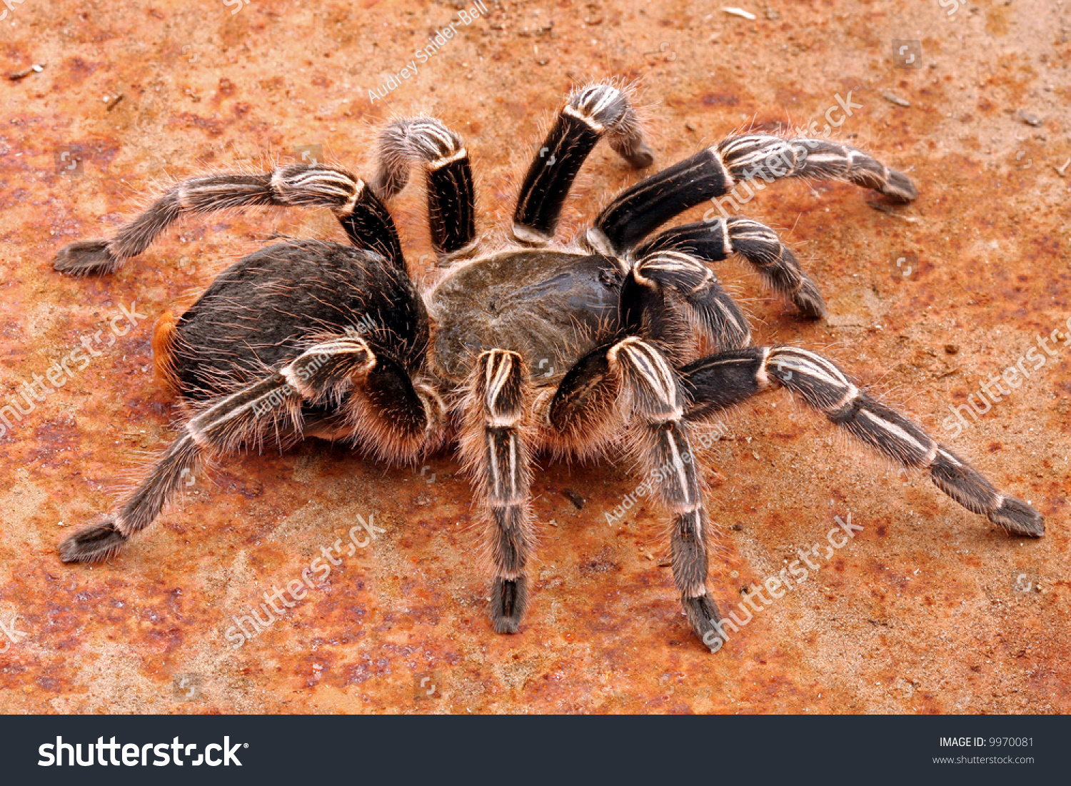 Zebra Tarantula Aphonopelma Seemani Medium Size Stock Photo 9970081 