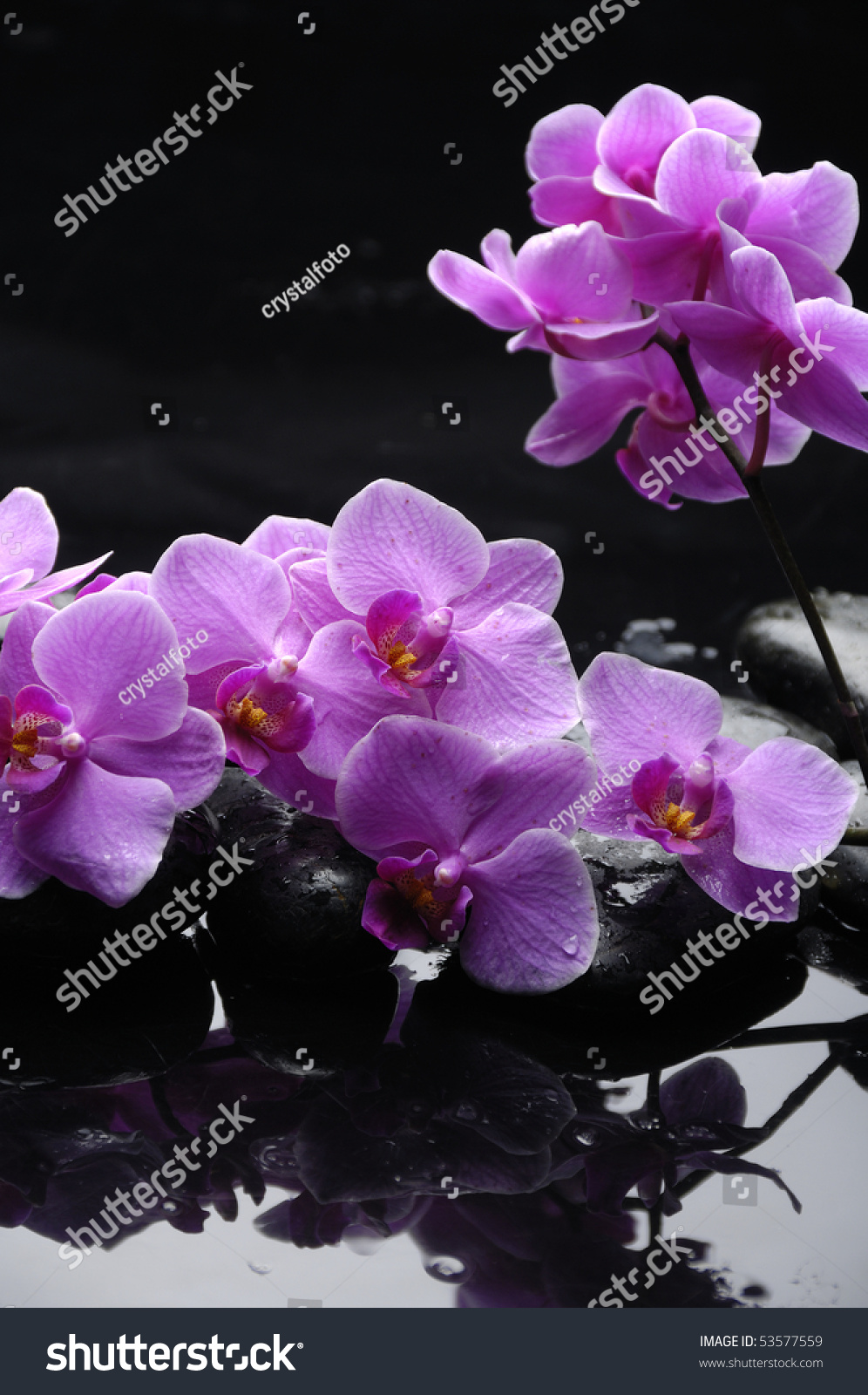 Zen And Pink Orchid With Reflection Zen And Pink Orchid With Reflection Stock Photo