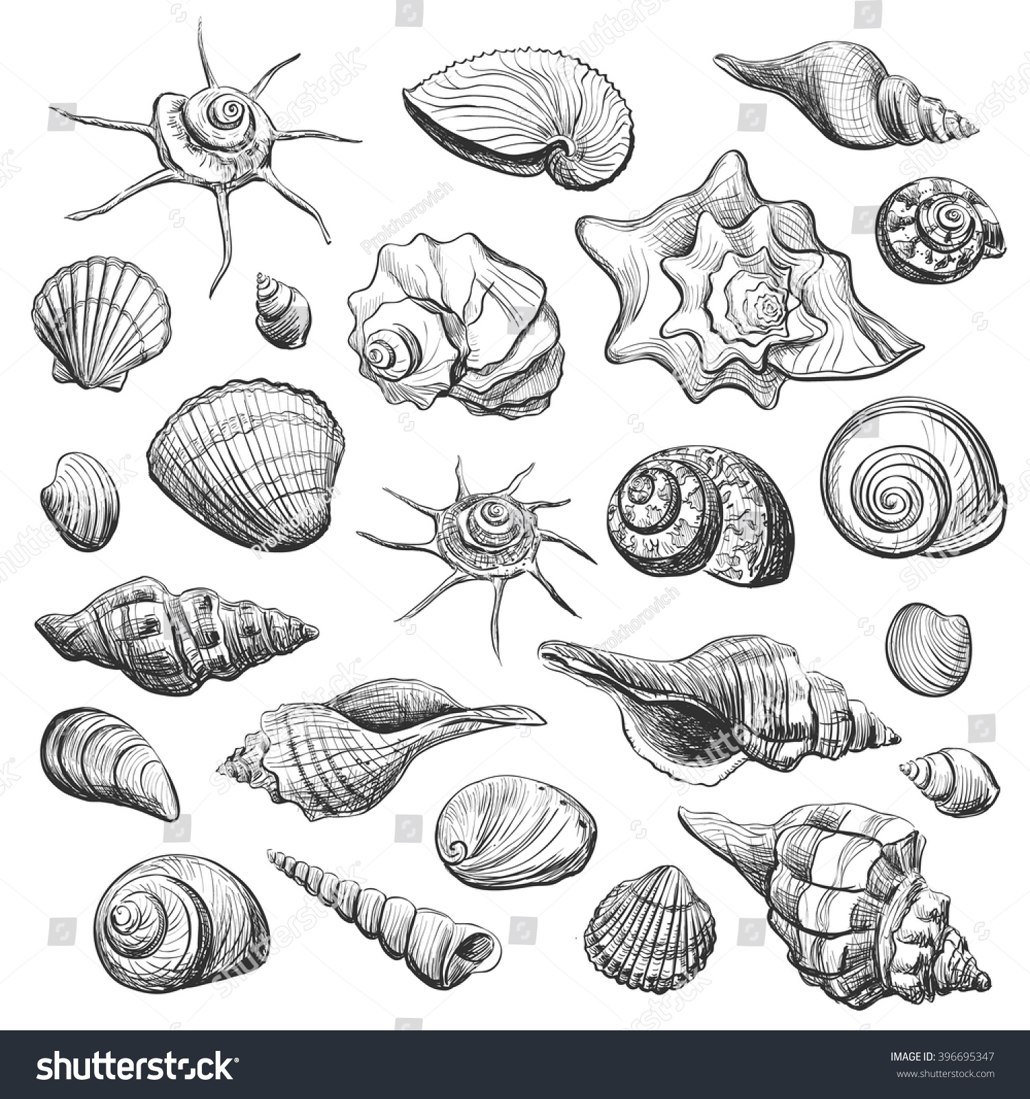 Collection Of Sea Shells Sketches Graphic Quality Image On A White