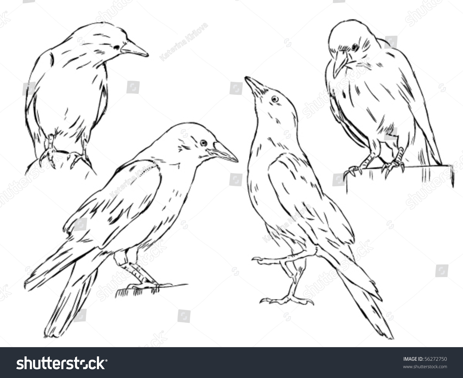 4 Crows Stock Vector Illustration 56272750 : Shutterstock