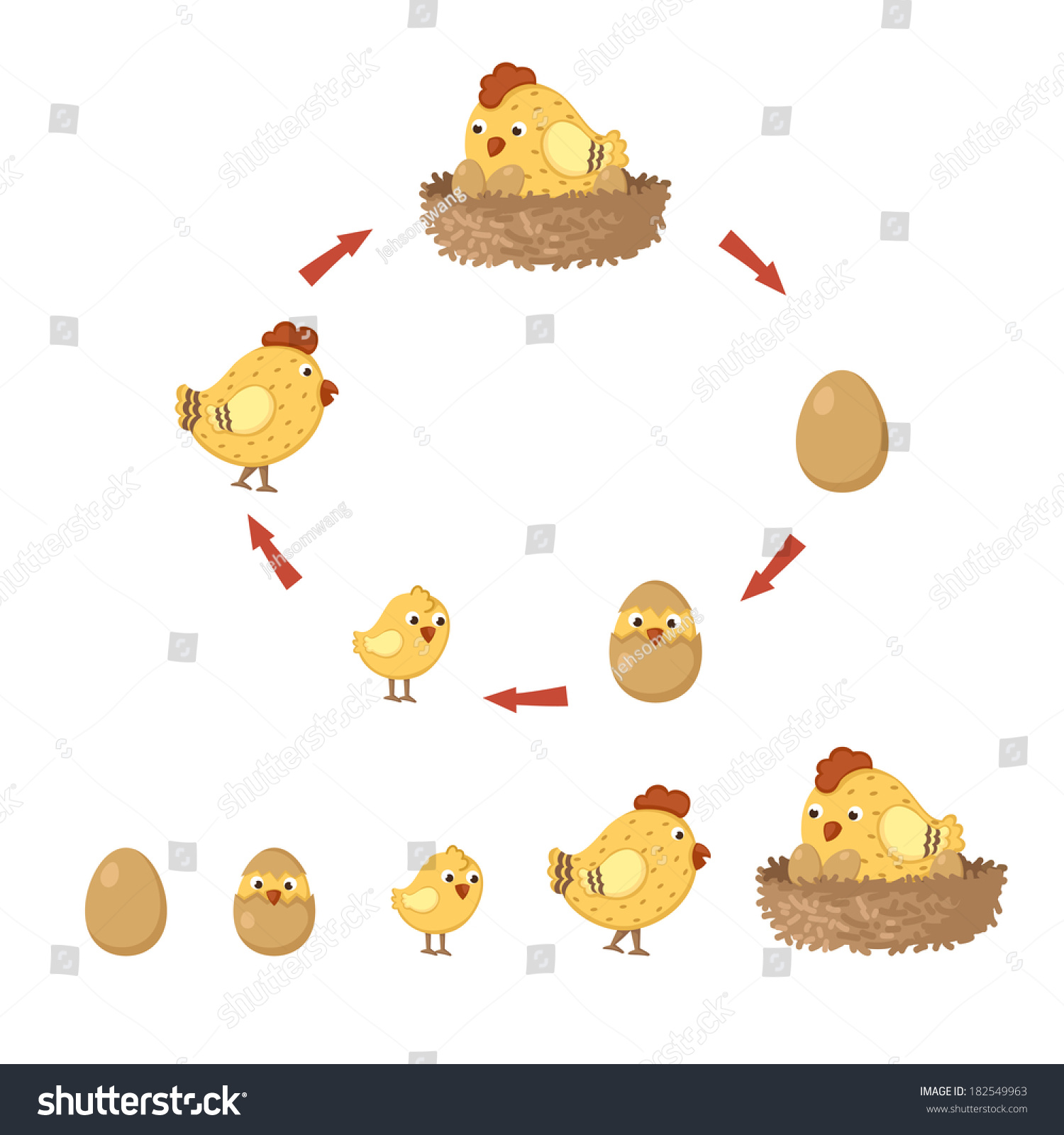 Cycle Chicken Stock Vector Illustration 182549963 : Shutterstock