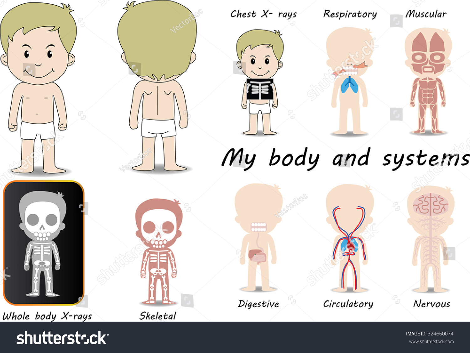 My Body Educational Medical Anatomy Chart Stock Vector 324660074