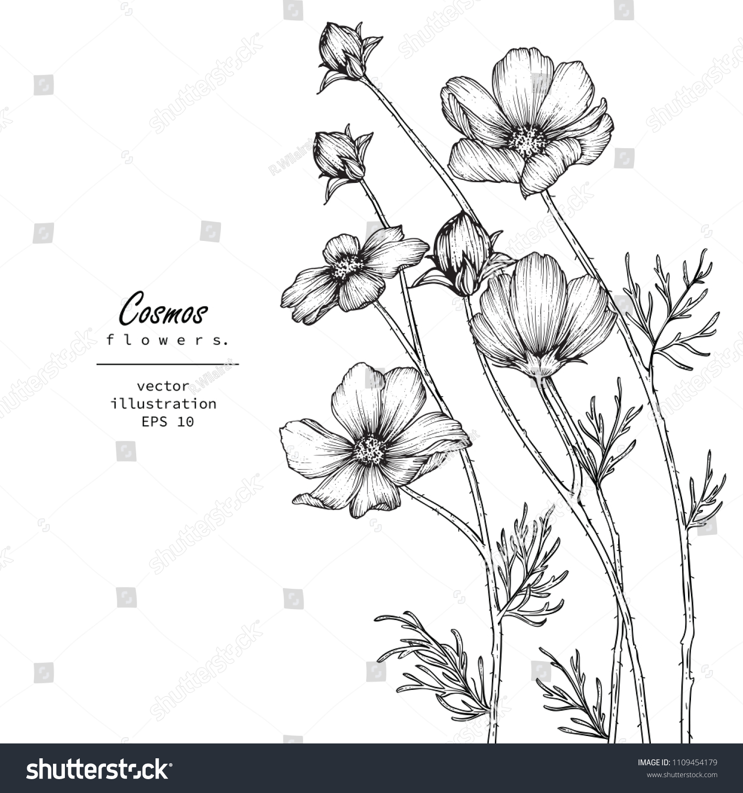 Sketch Floral Botany Collection Dibujos De Vector De Stock Libre De