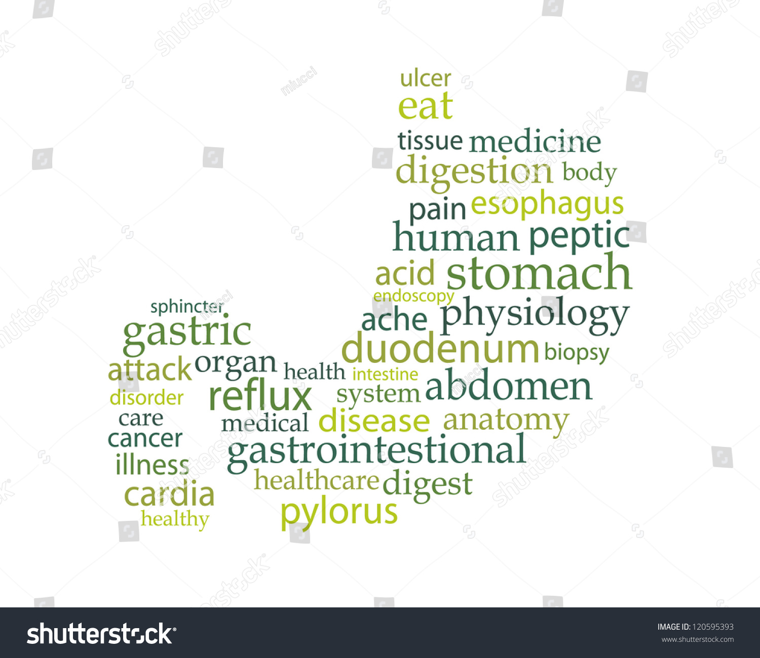 Word Cloud And Human Stomach Stock Vector Illustration 120595393