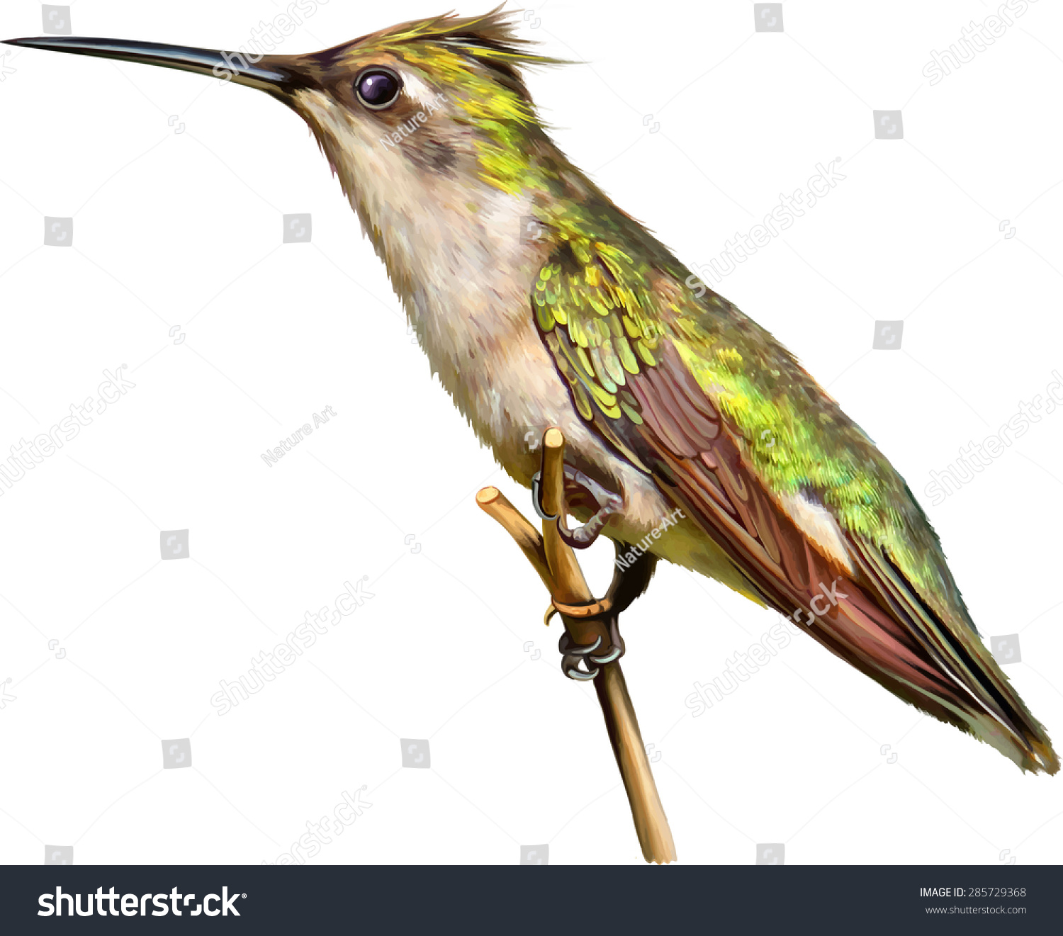 a brown and green hummingbird sits on a perch vector a brown and green hummingbird sits on a perch vector