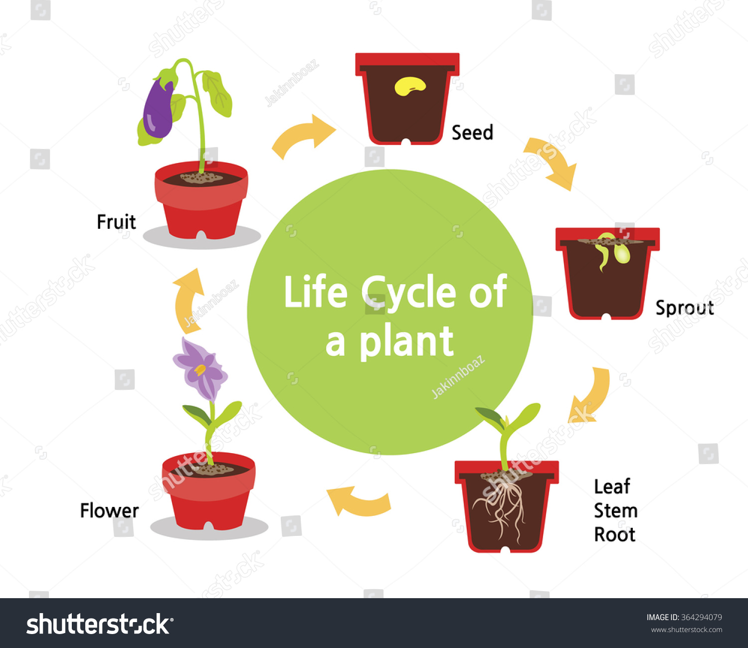 Cycle Plants Growth Seed Fruit vector de stock libre de regalías