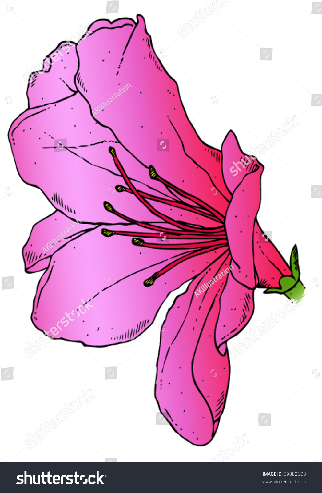 A Realistic Drawing Of A Pink Azalea. Vector. 59882608 Shutterstock