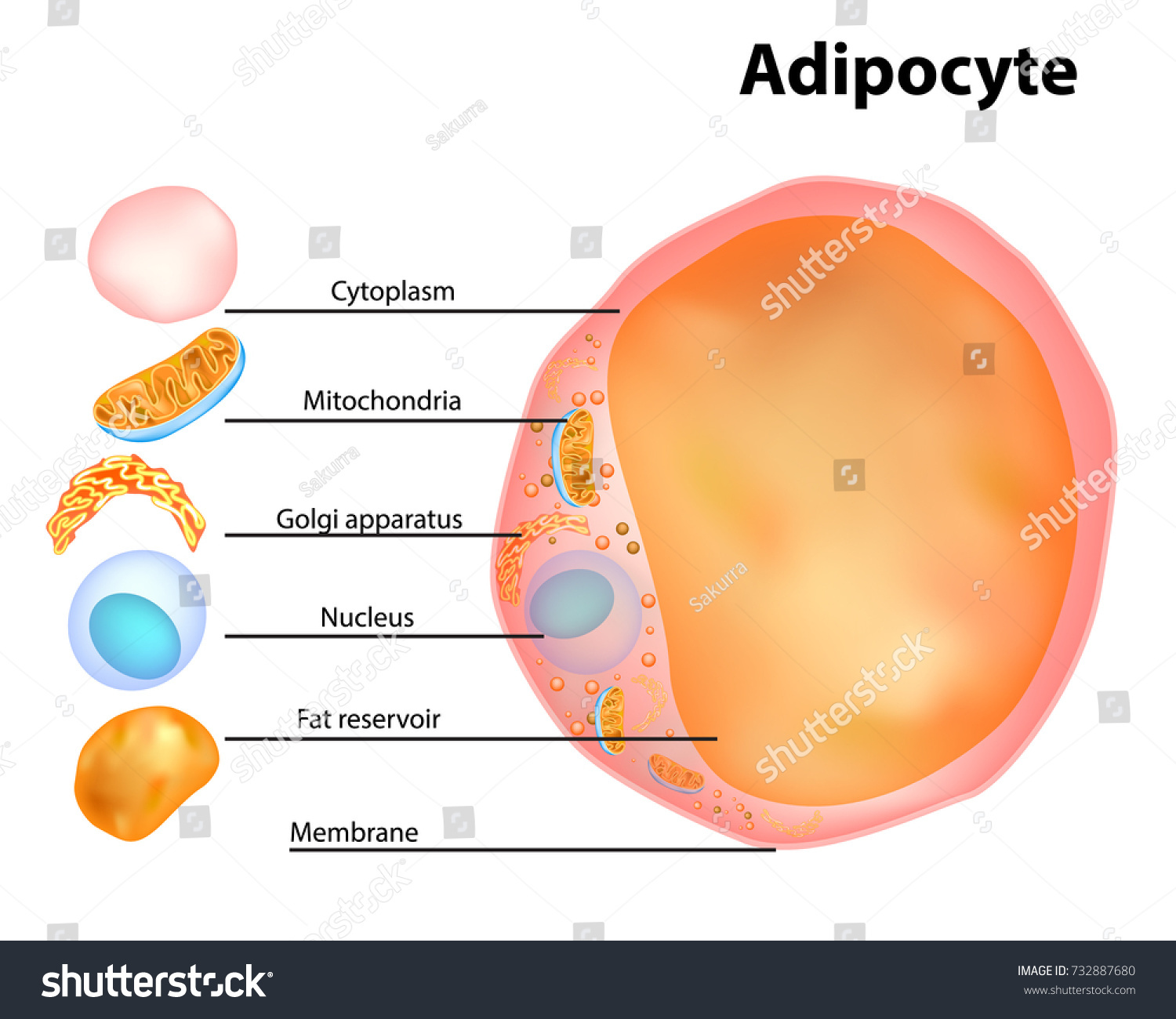 Adipocytes Lipocytes Fat Cells Illustration Depicting Stock Vector