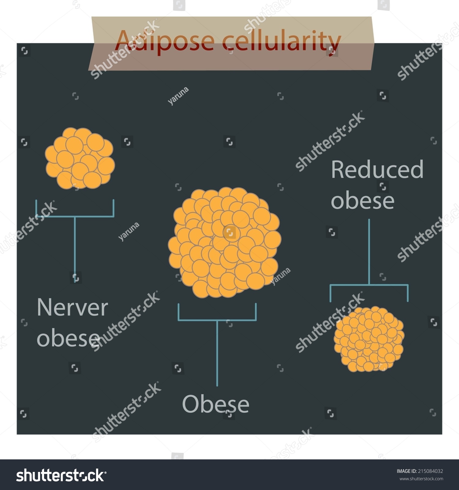 Adipose Cellularity Stock Vector 215084032 Shutterstock