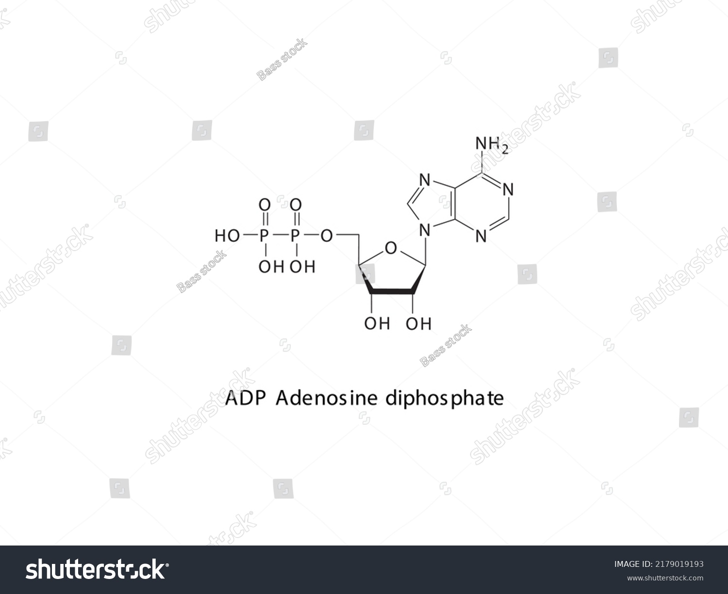 Adp Adenosine Diphosphate Nucleoside Molecular Structure Stock Vector