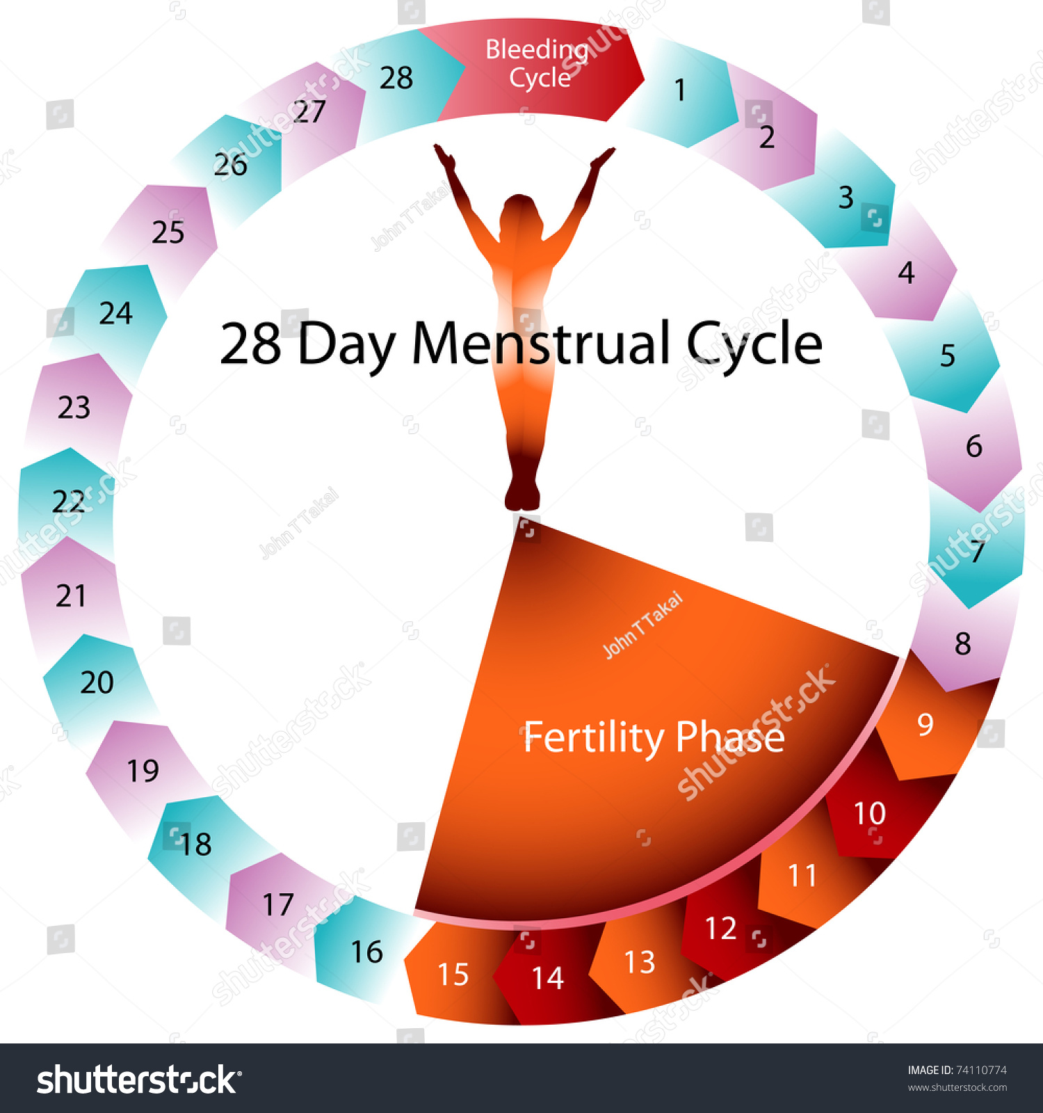 Women S Sex Clip Menstrual Cycle 91