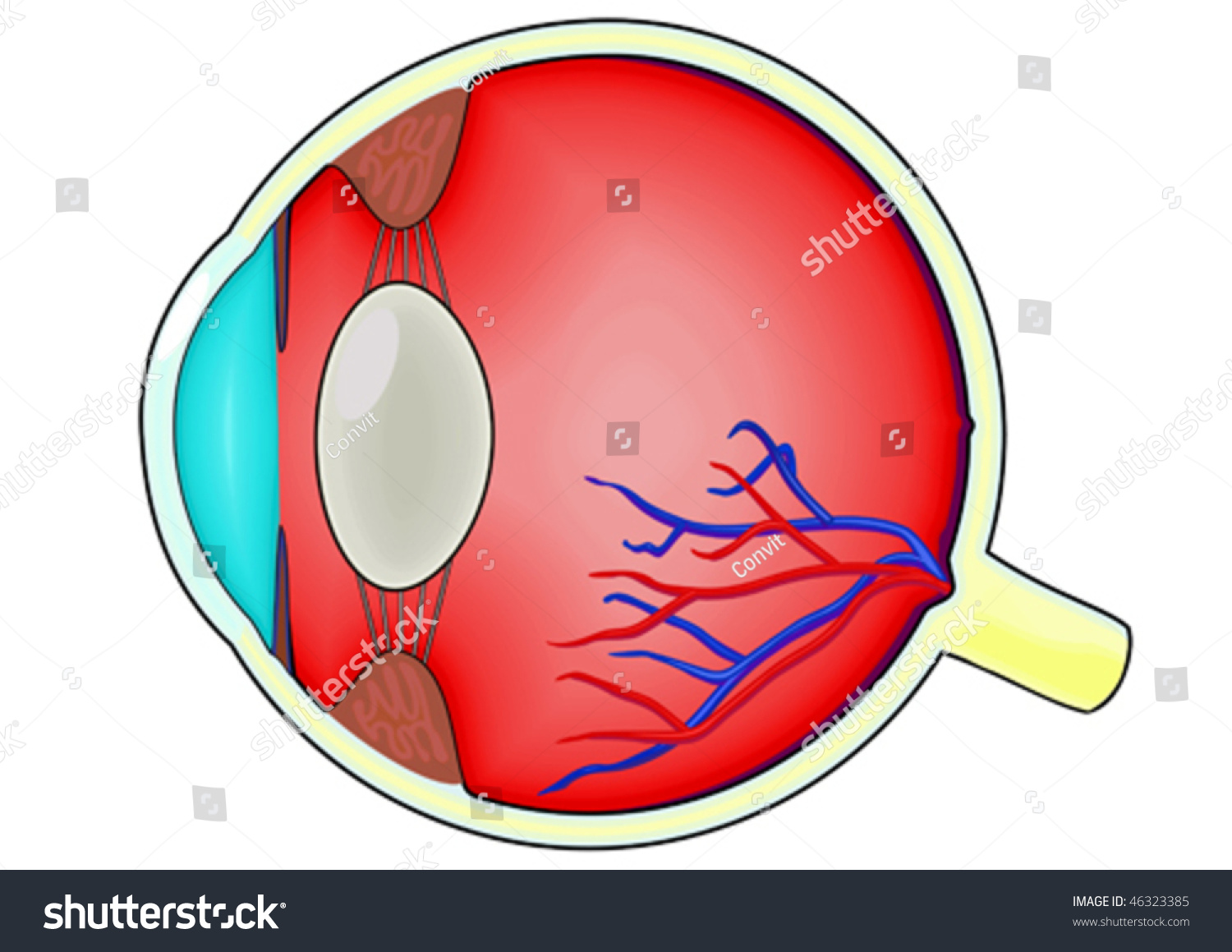 Anatomical Diagram Of The Human Eye Stock Vector Illustration 46323385