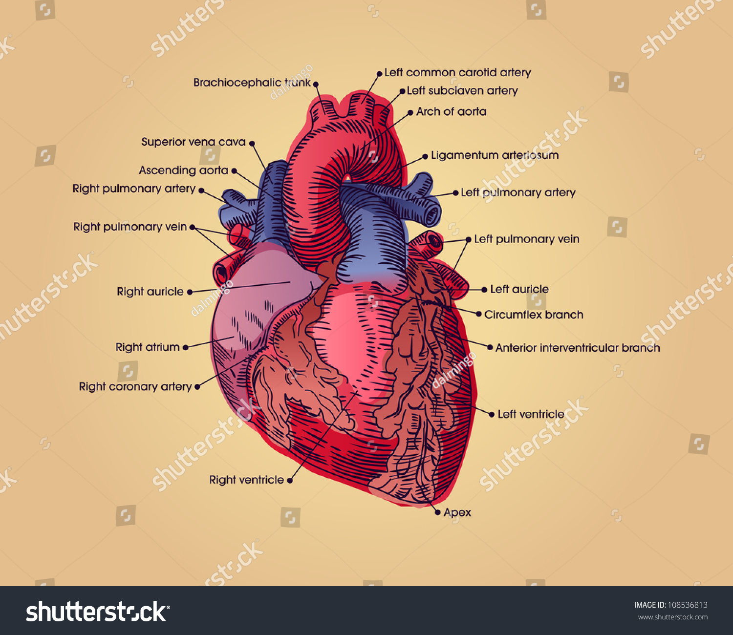 Anatomical Heart Illustration With Text Vector Illustration 108536813 Shutterstock