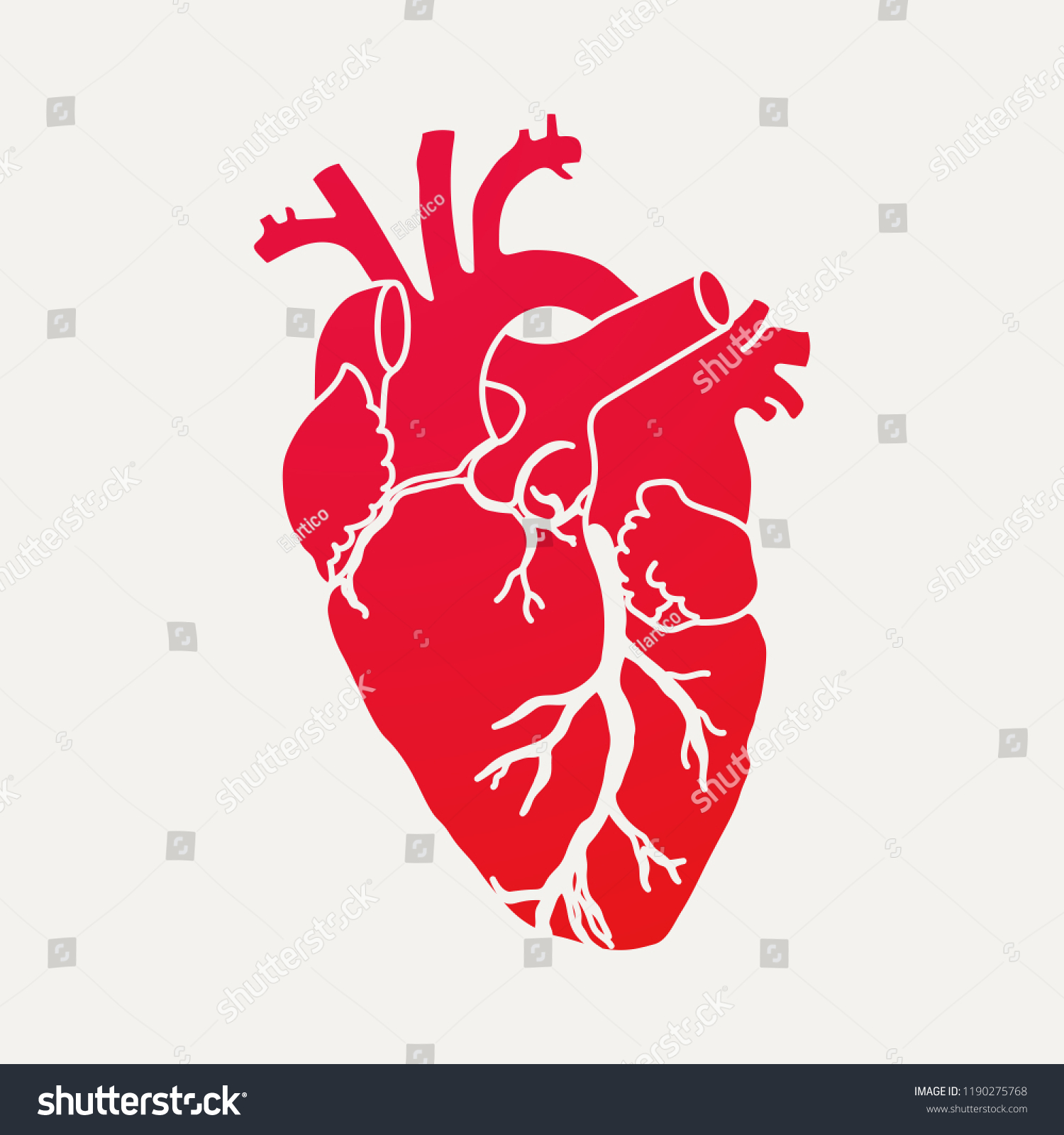 Anatomical Human Heart Red Silhouette Isolated Stock Vector Royalty