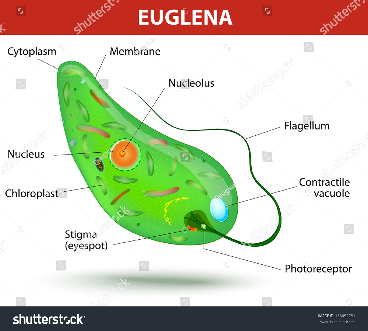 download physiology, growth