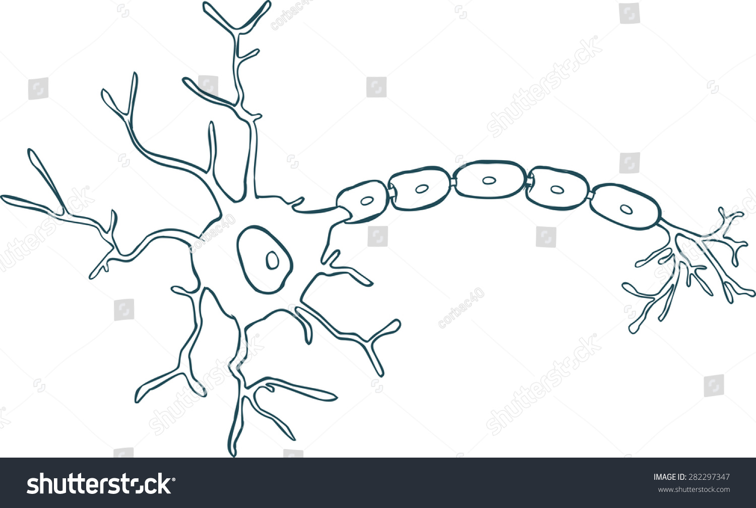 Anatomy Of A Typical Human Neuron Stock Vector Illustration