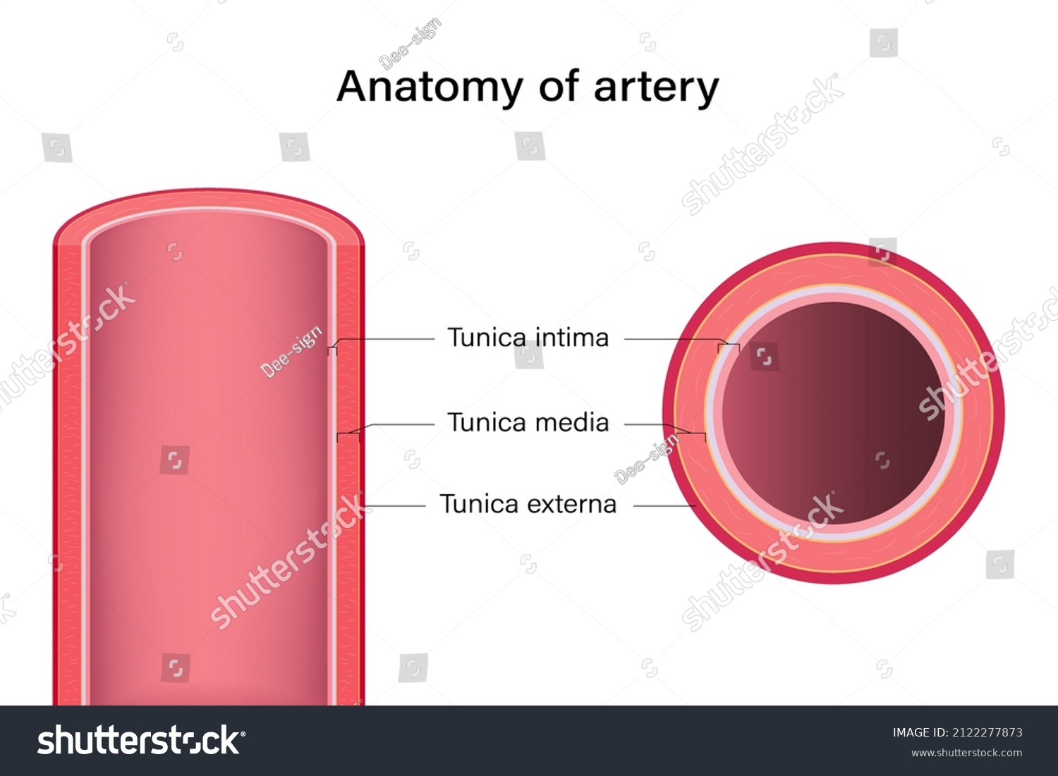 Artery Cross Section Labeled