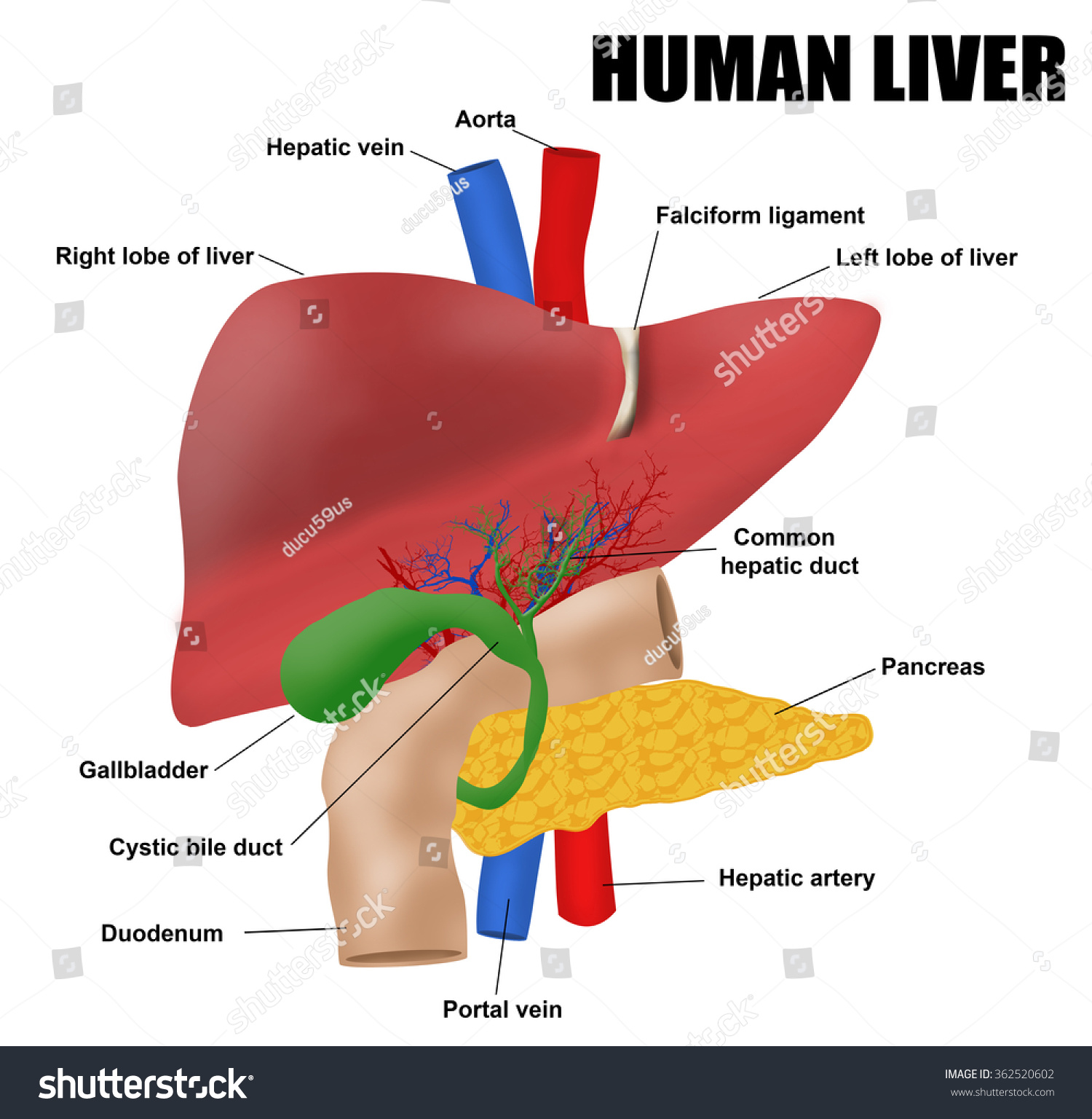Anatomy Human Liver Vector Illustration For Stock Vector 362520602