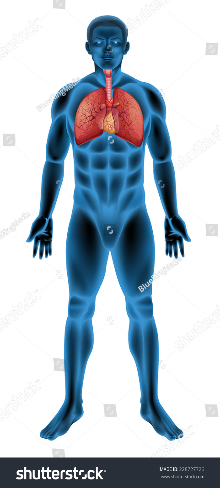 Anatomy Of The Human Respiratory System Stock Vector Illustration