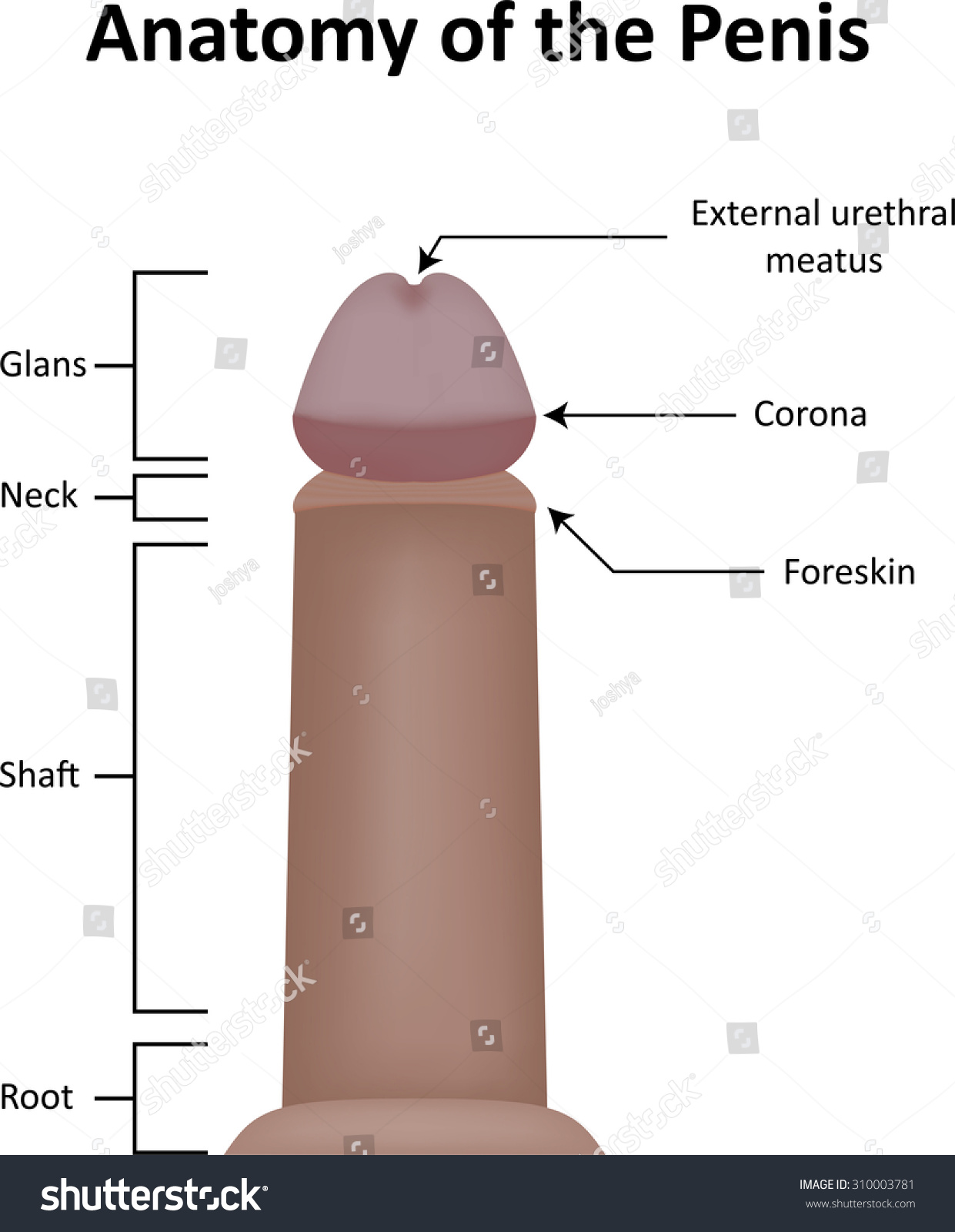 Penis Anatomy Pics 81