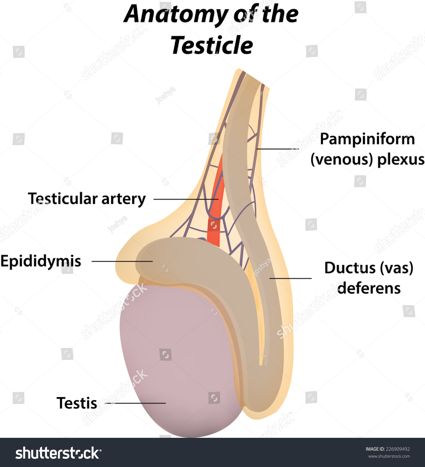 Anatomy Of The Testicle Stock Vector Illustration Shutterstock