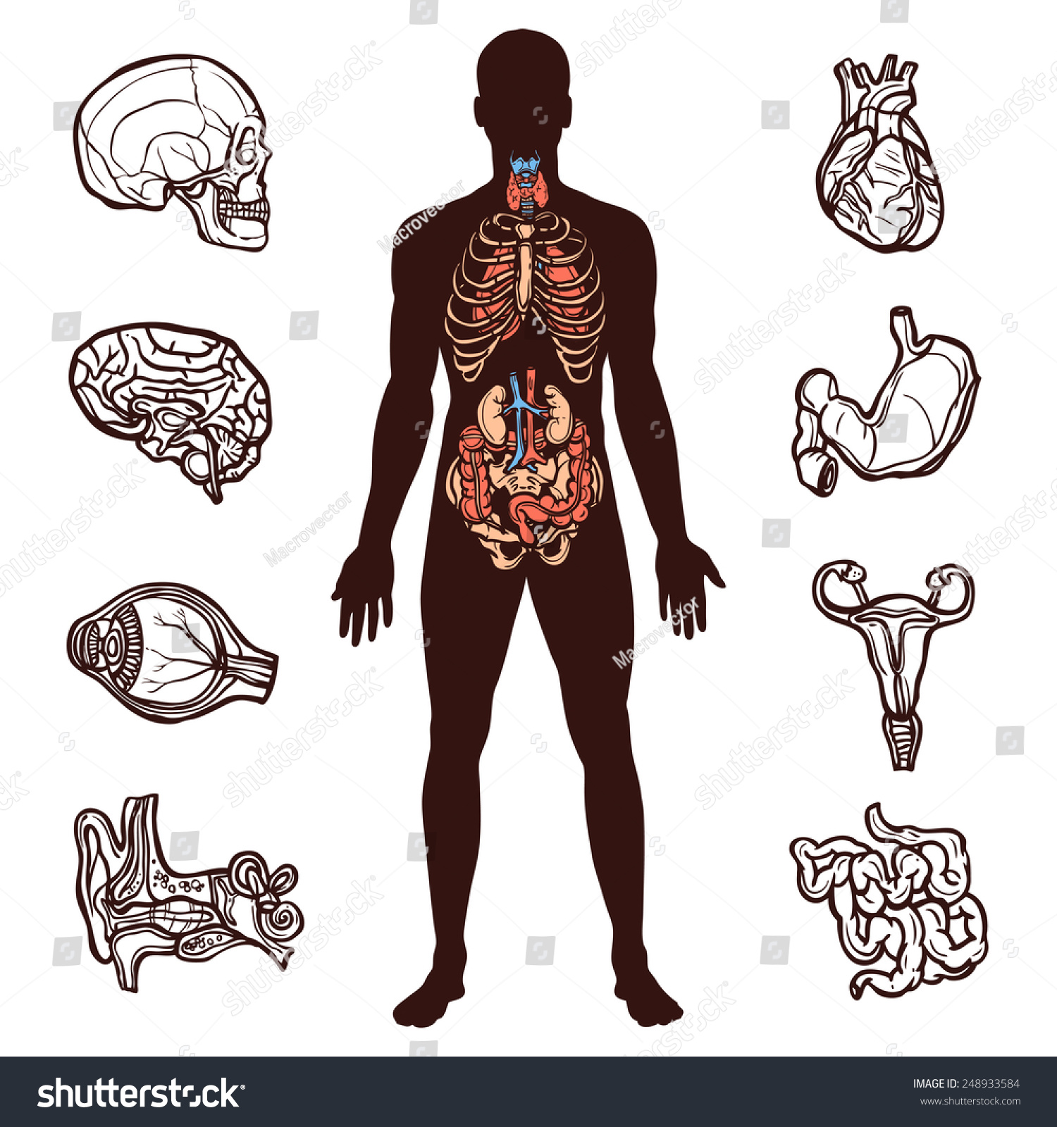 Anatomy Set With Sketch Internal Organs And Human Figure Isolated