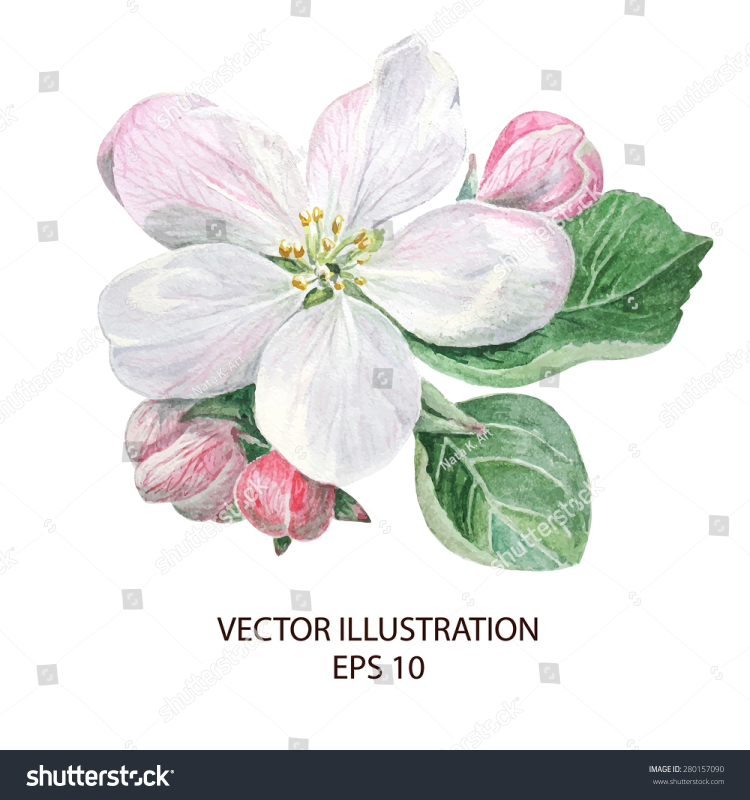 Apple Blossoming Flowers, Botanical Hand Drawn Watercolor Vector