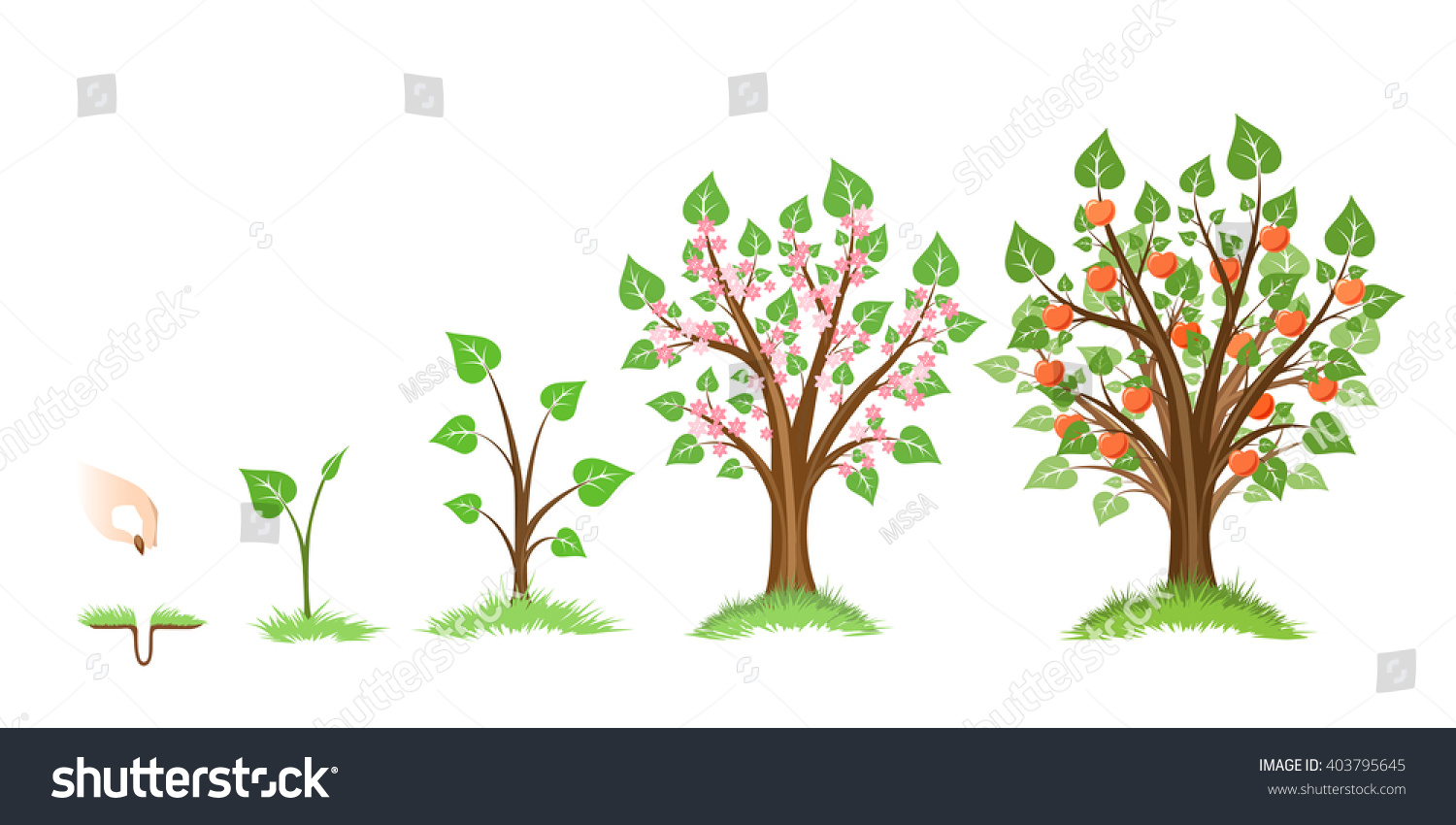 Apple Tree Growing Stages Apple Tree Life Cycle Flowe