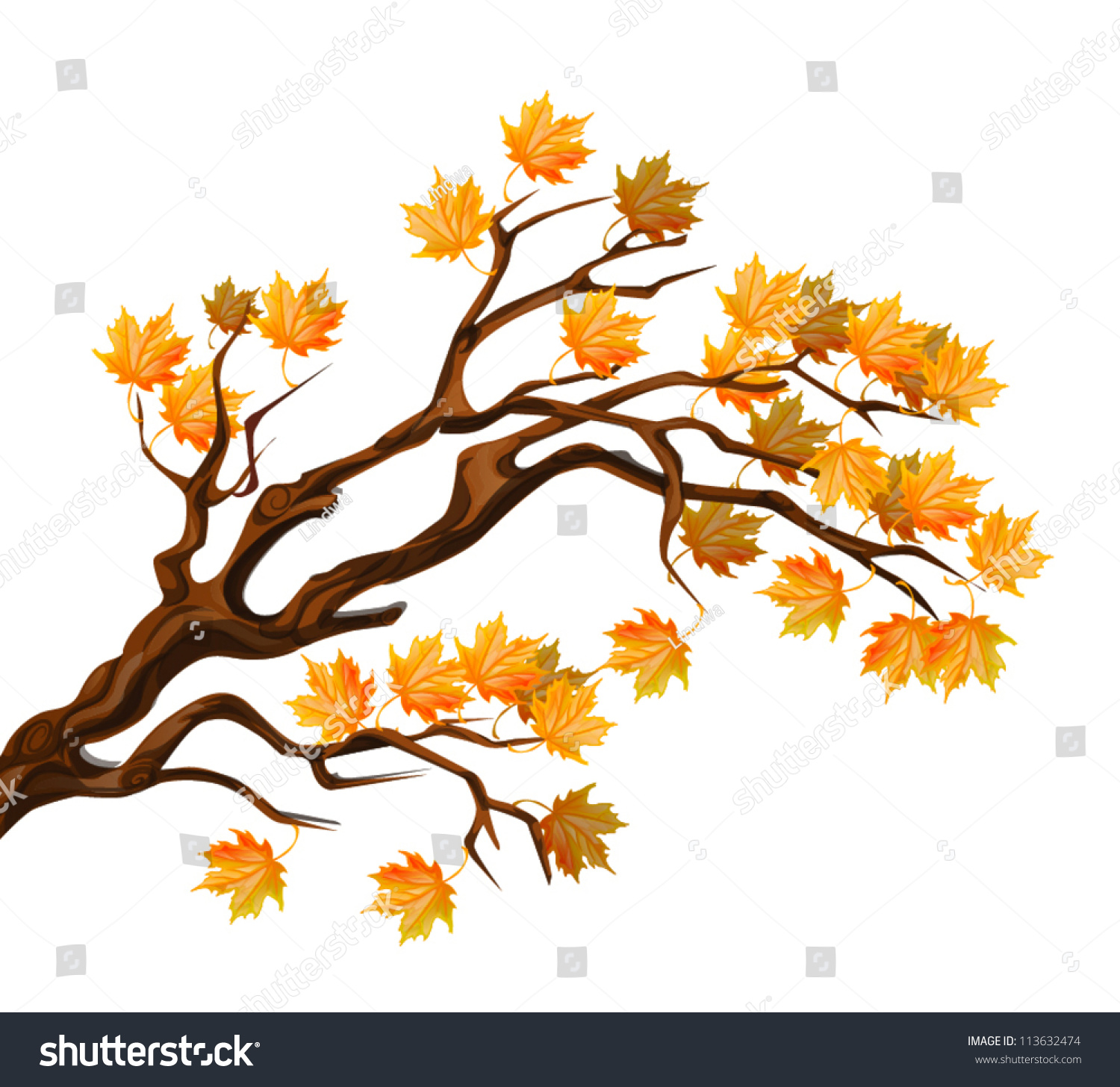 Autumn Maple Tree Branch Stock Vector Illustration 113632474 : Shutterstock