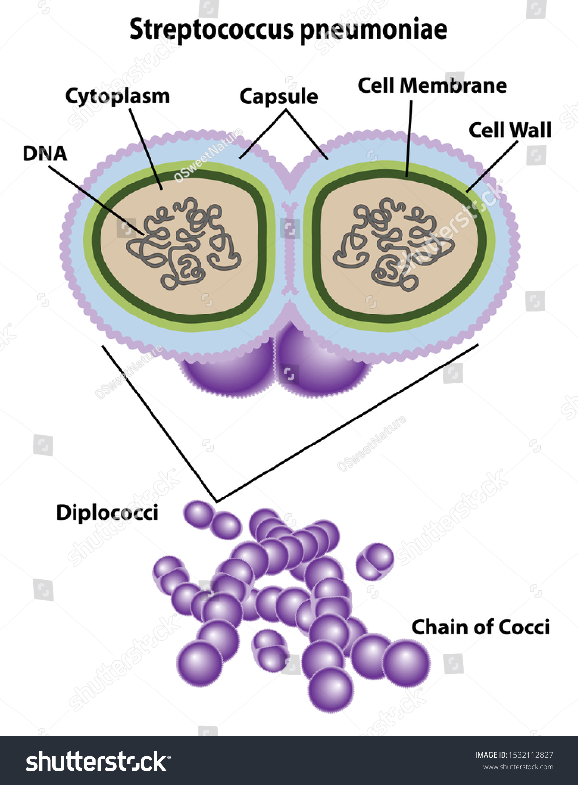 During Do Not Do It End S Pneumoniae Capsule Bite Oppressor Crystal