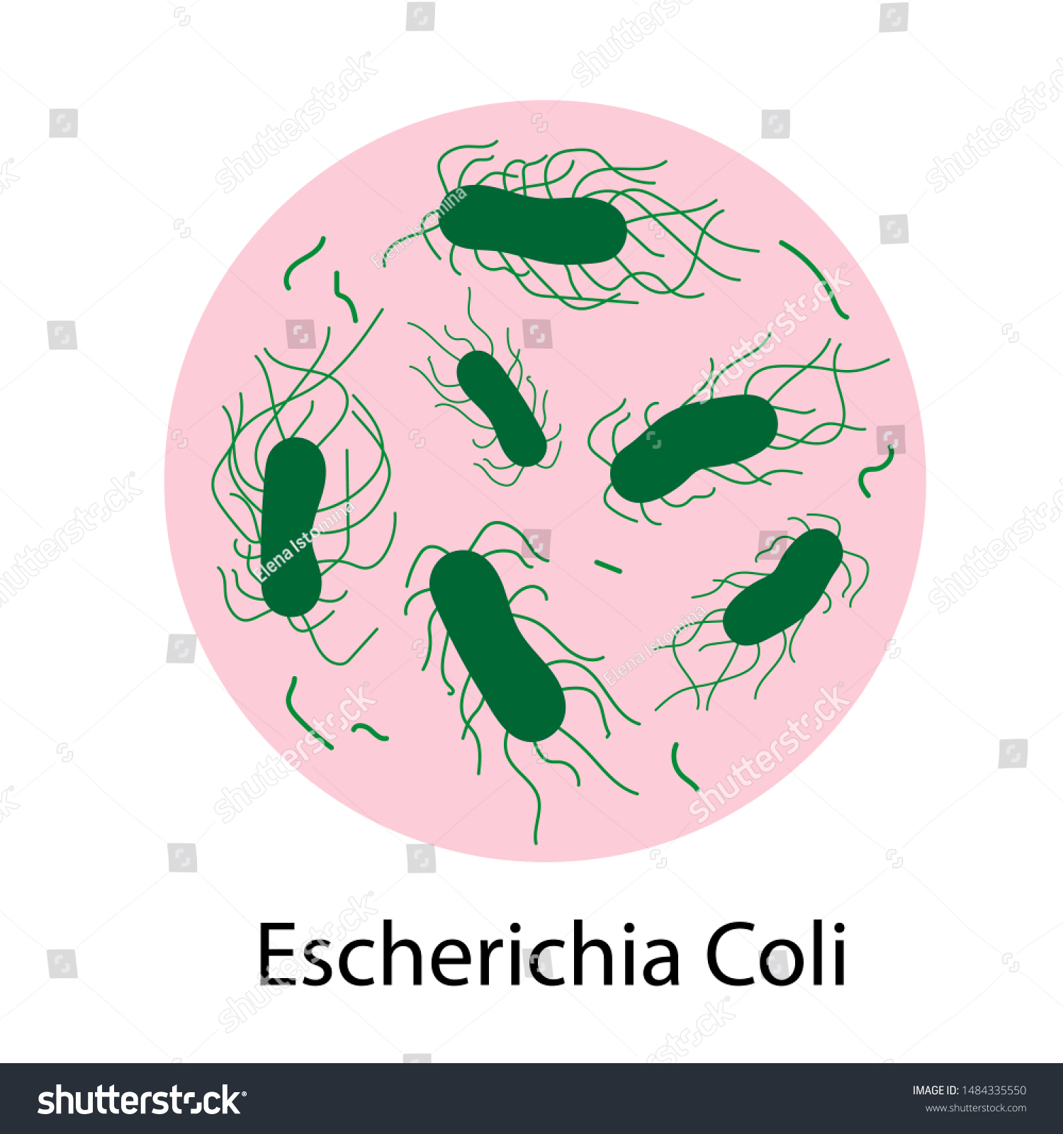 Bacteria Escherichia Coli Icon Isolated On Stock Vector Royalty Free